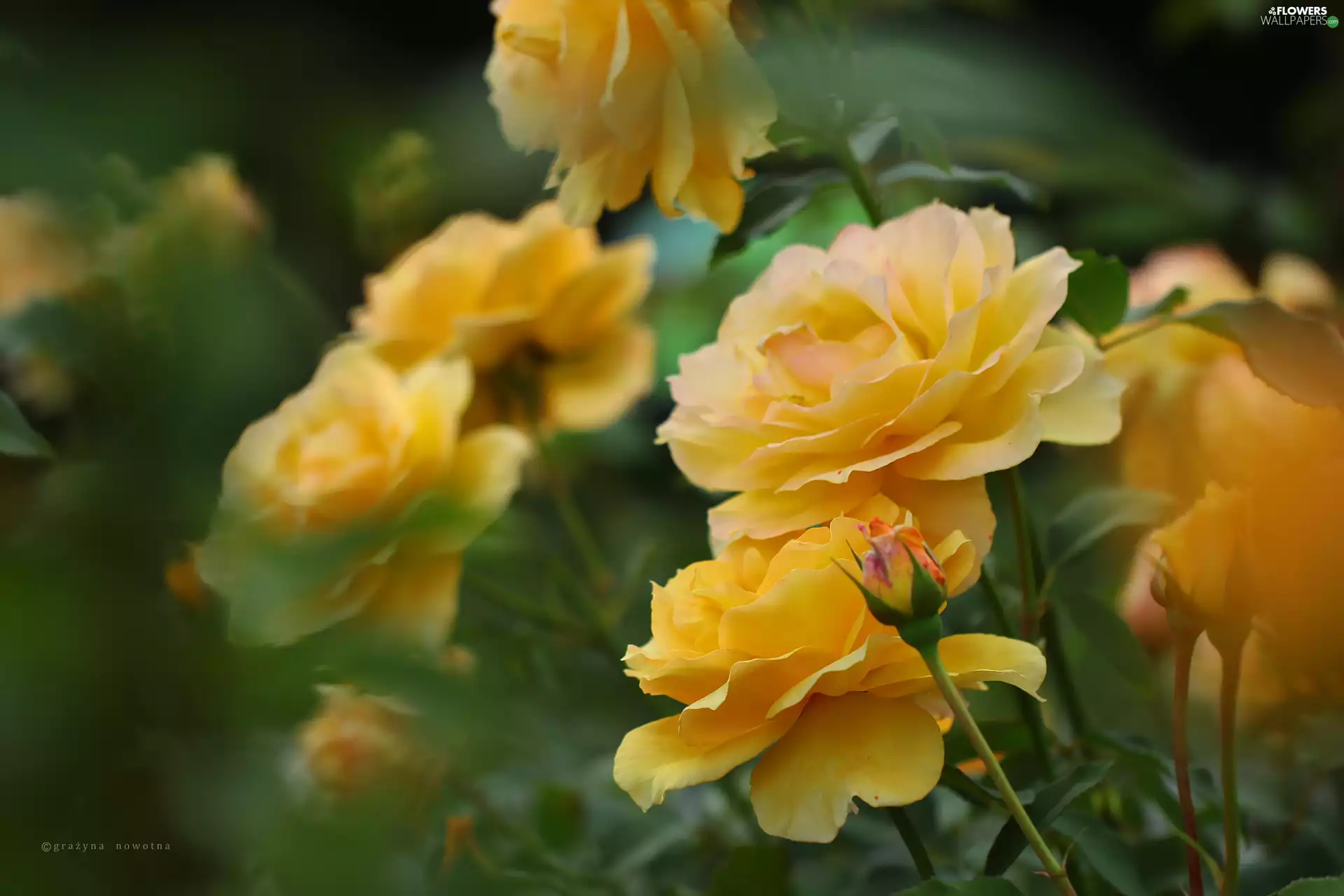 Flowers, Yellow, roses