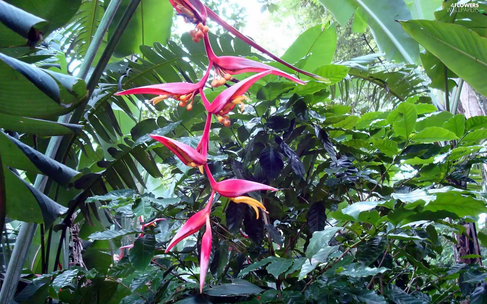 Flowers, Strelitzia Royal