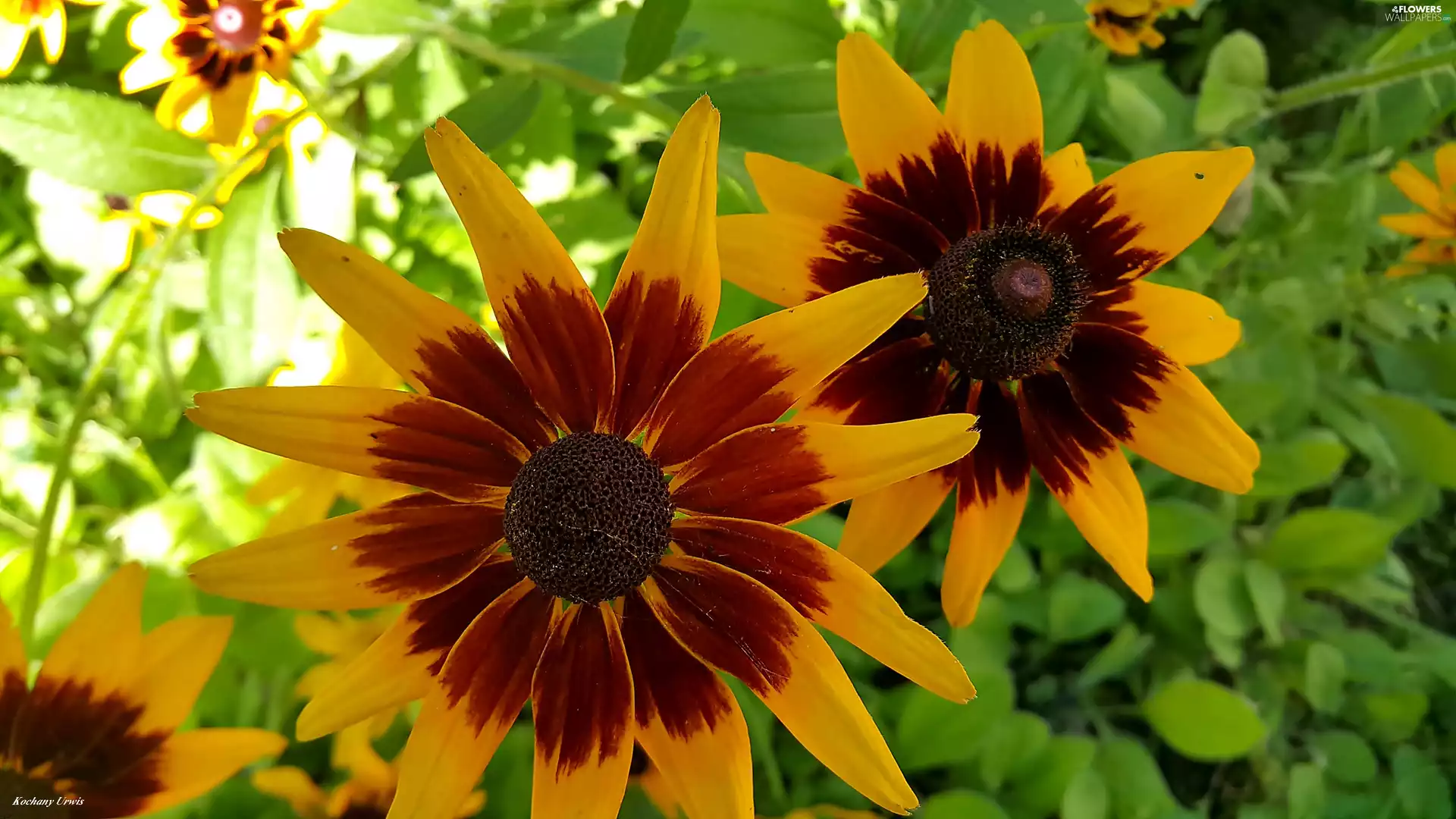 Flowers, Rudbeckia