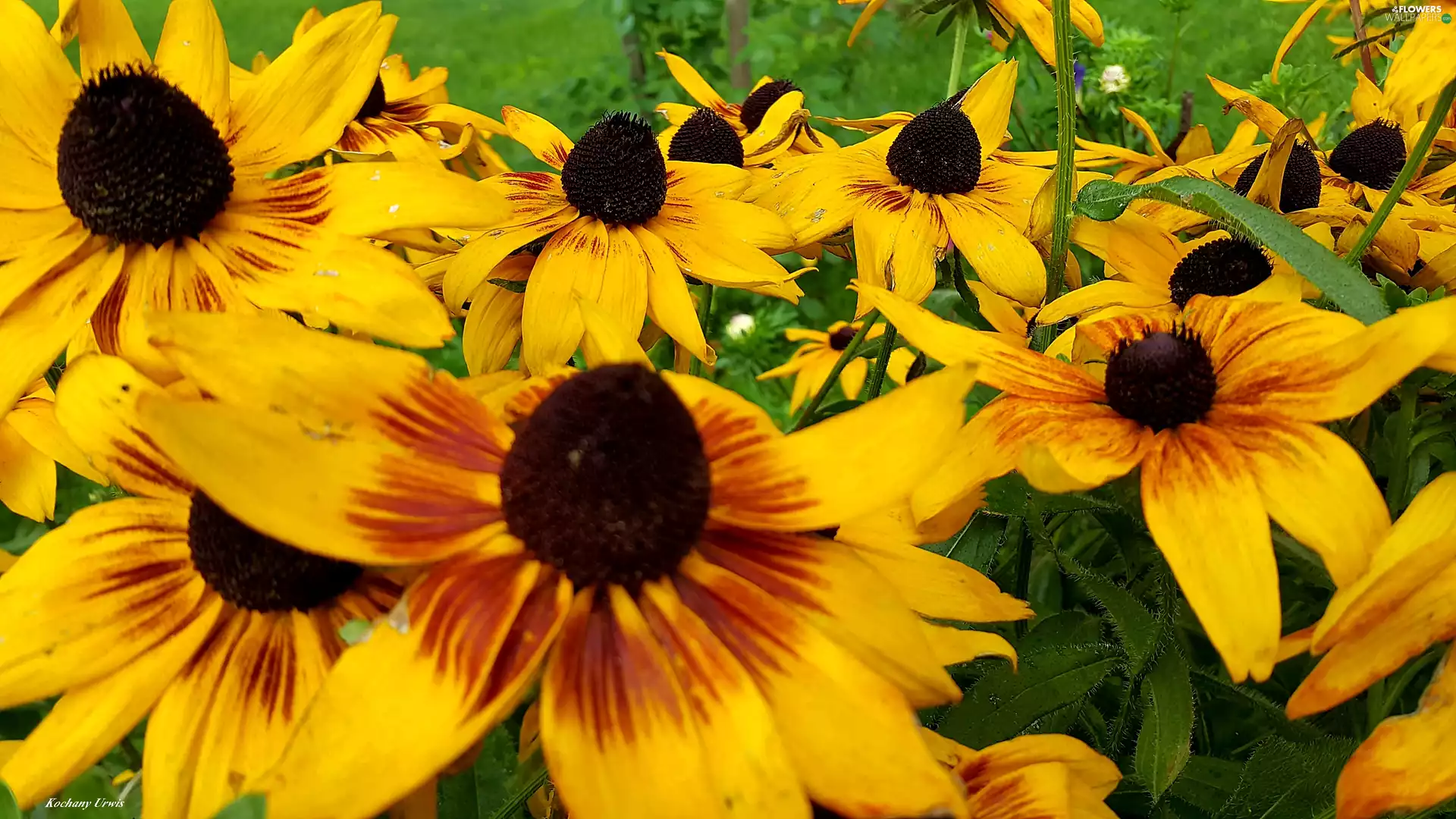 Flowers, Rudbeckia