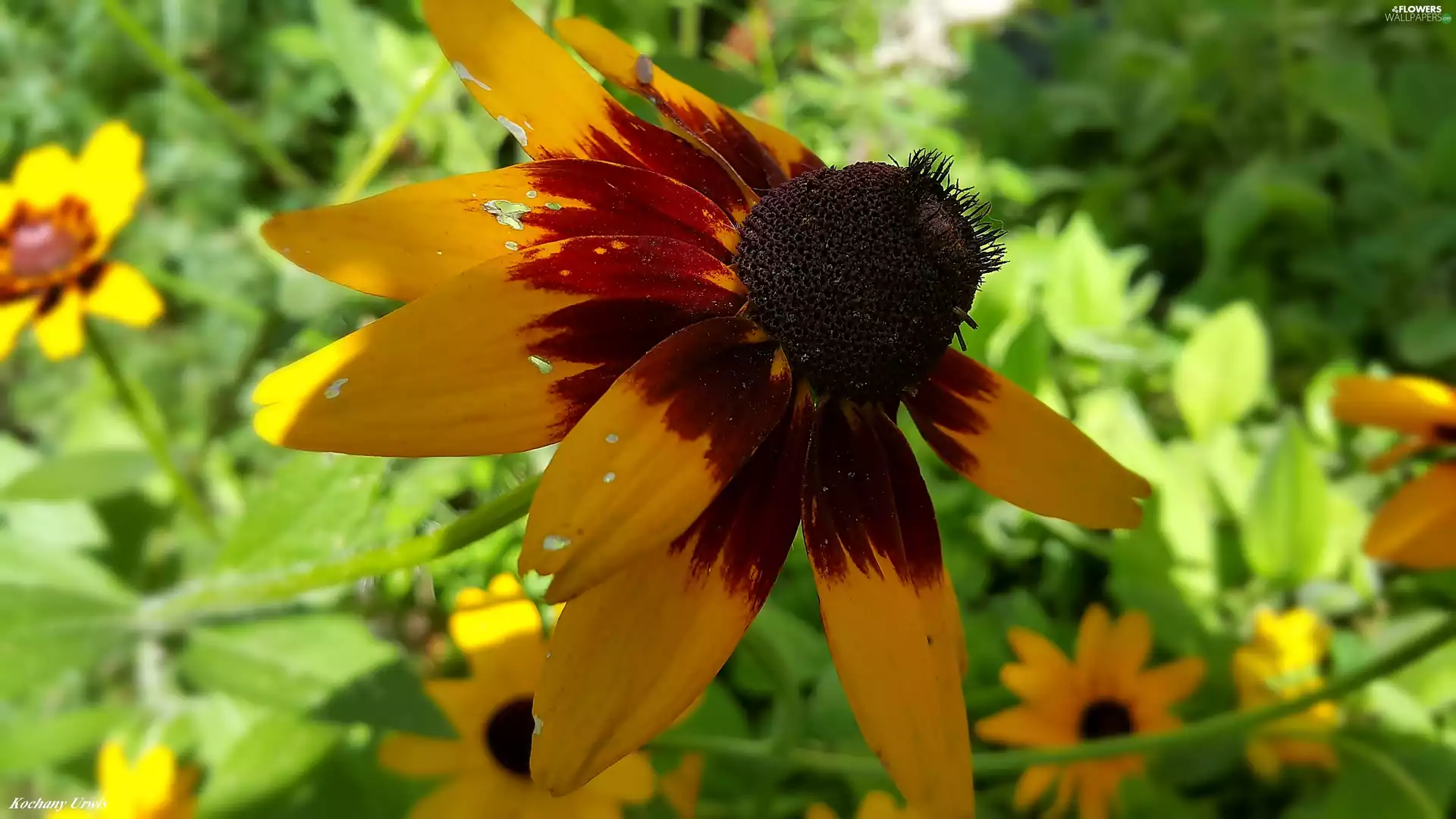 Flowers, Rudbeckia