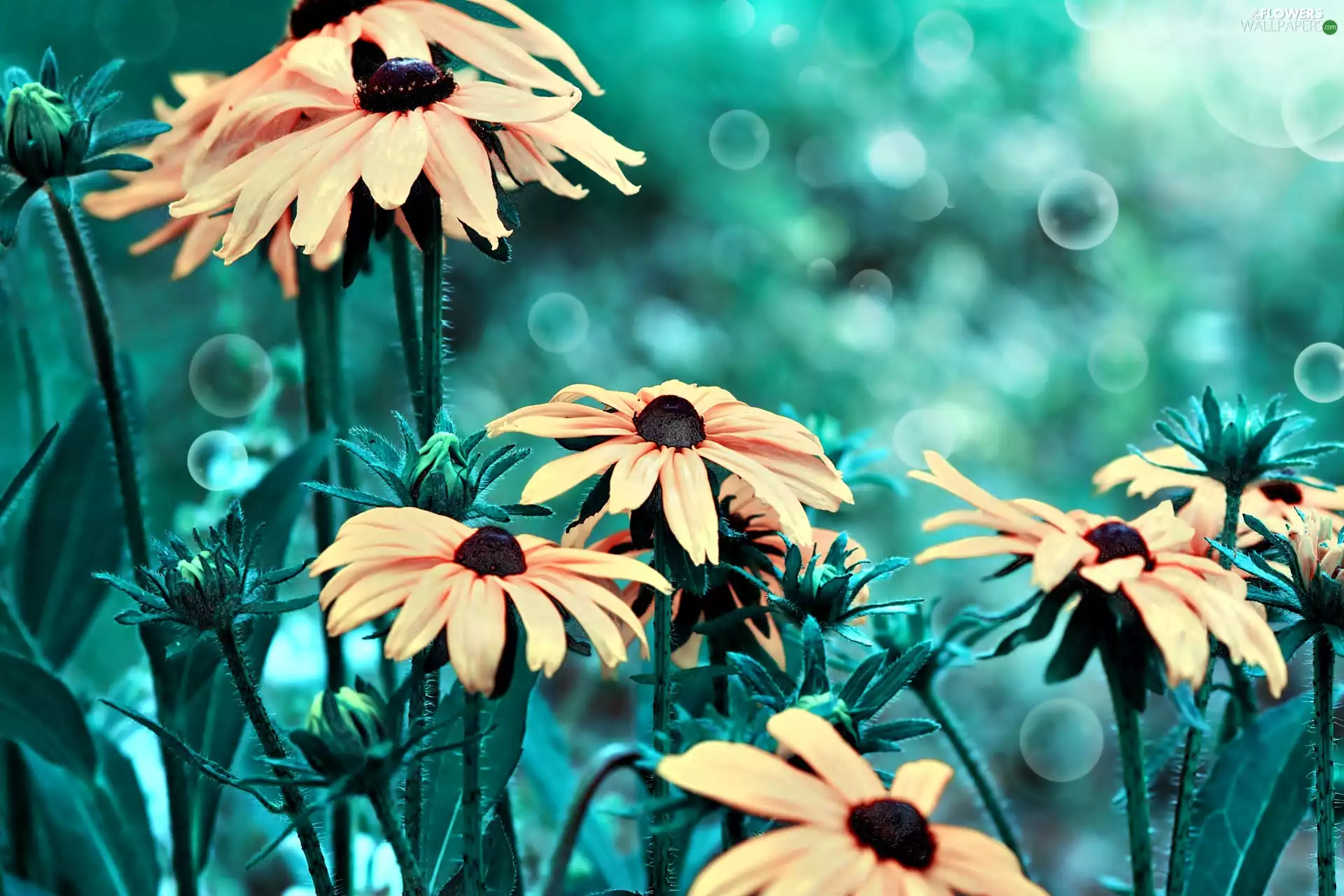 Rudbeckia brilliant, Close, Flowers