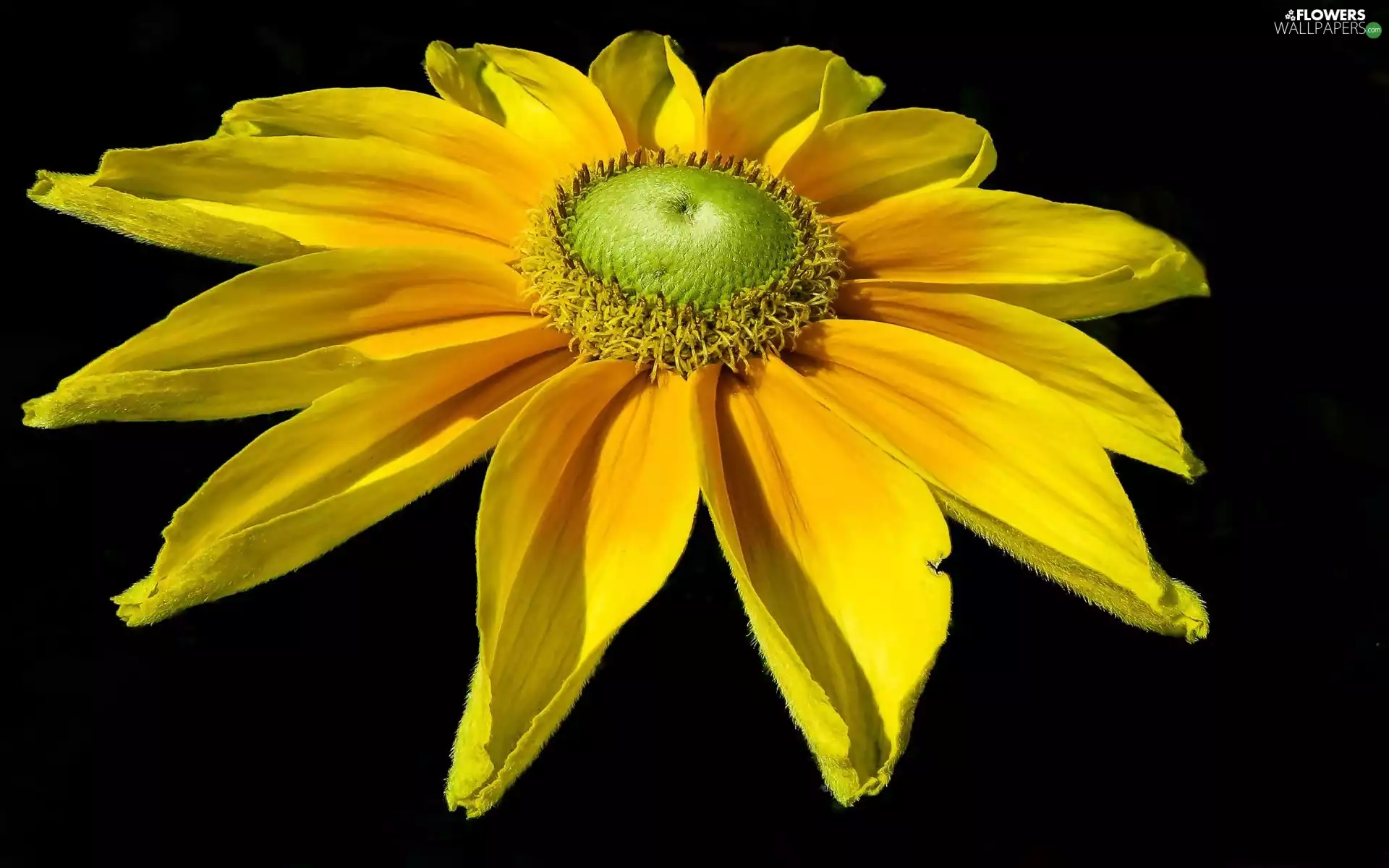 Rudbeckia, Yellow, Colourfull Flowers