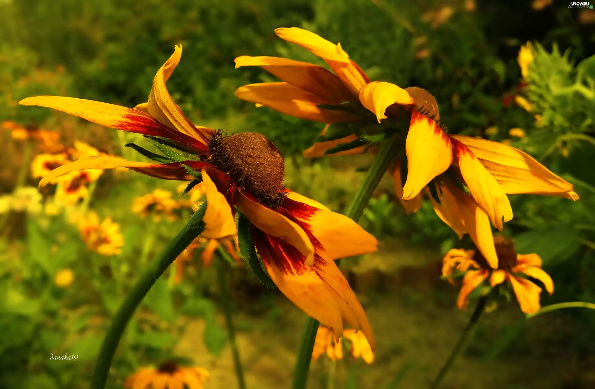 Flowers, Rudbekie