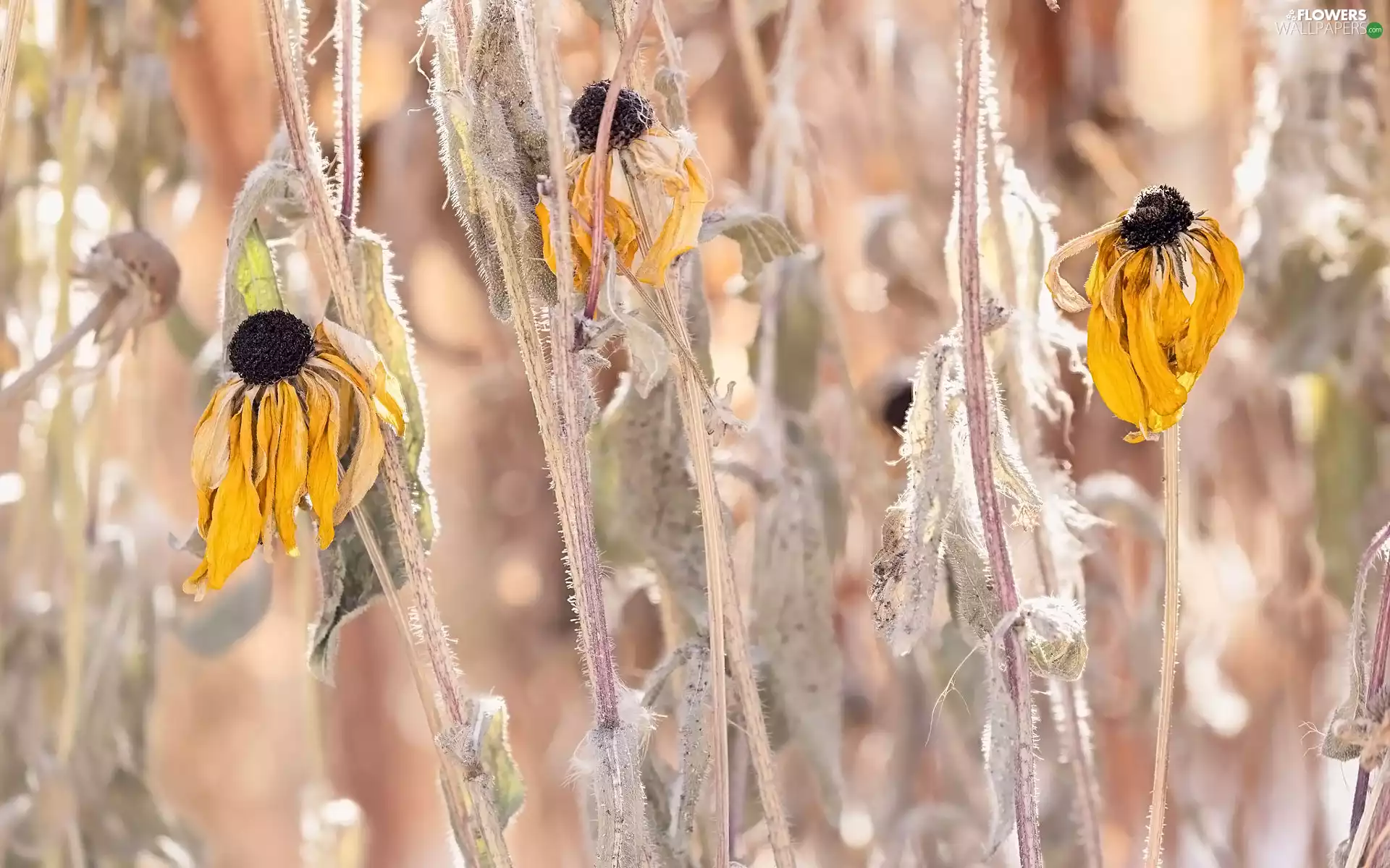 Flowers, fades, Rudbekie