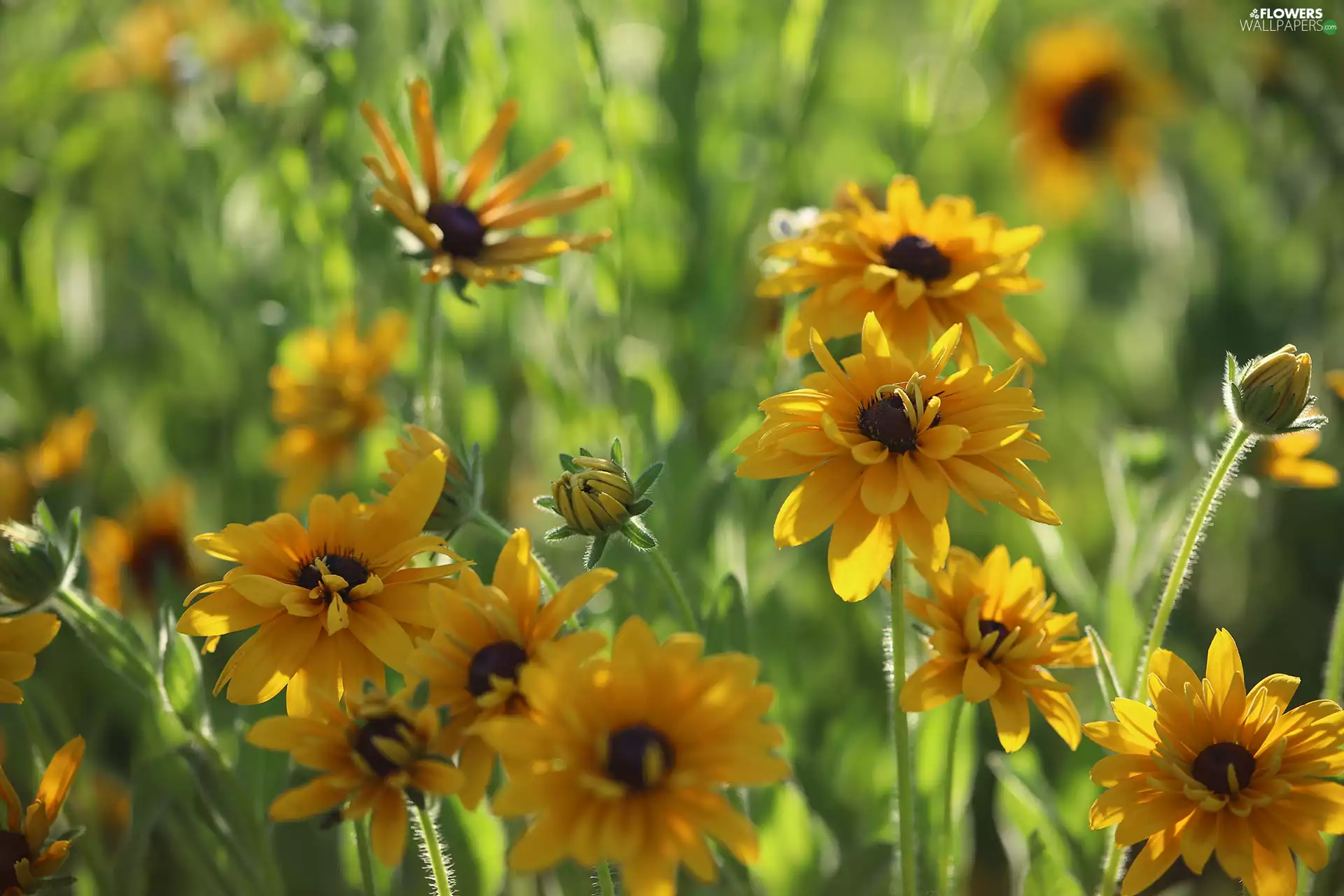 Flowers, Yellow, Rudbekie