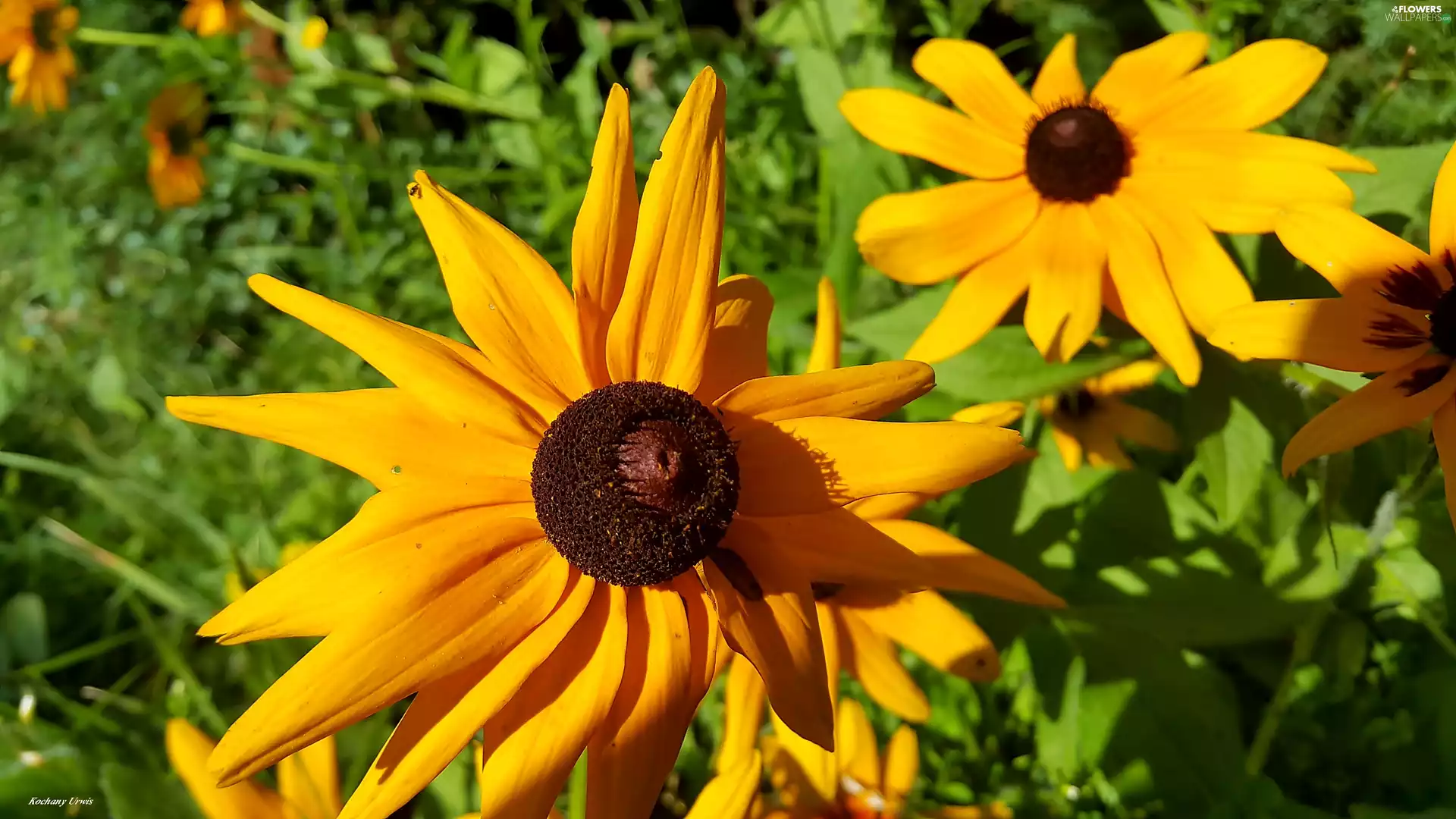 Flowers, Rudbekie