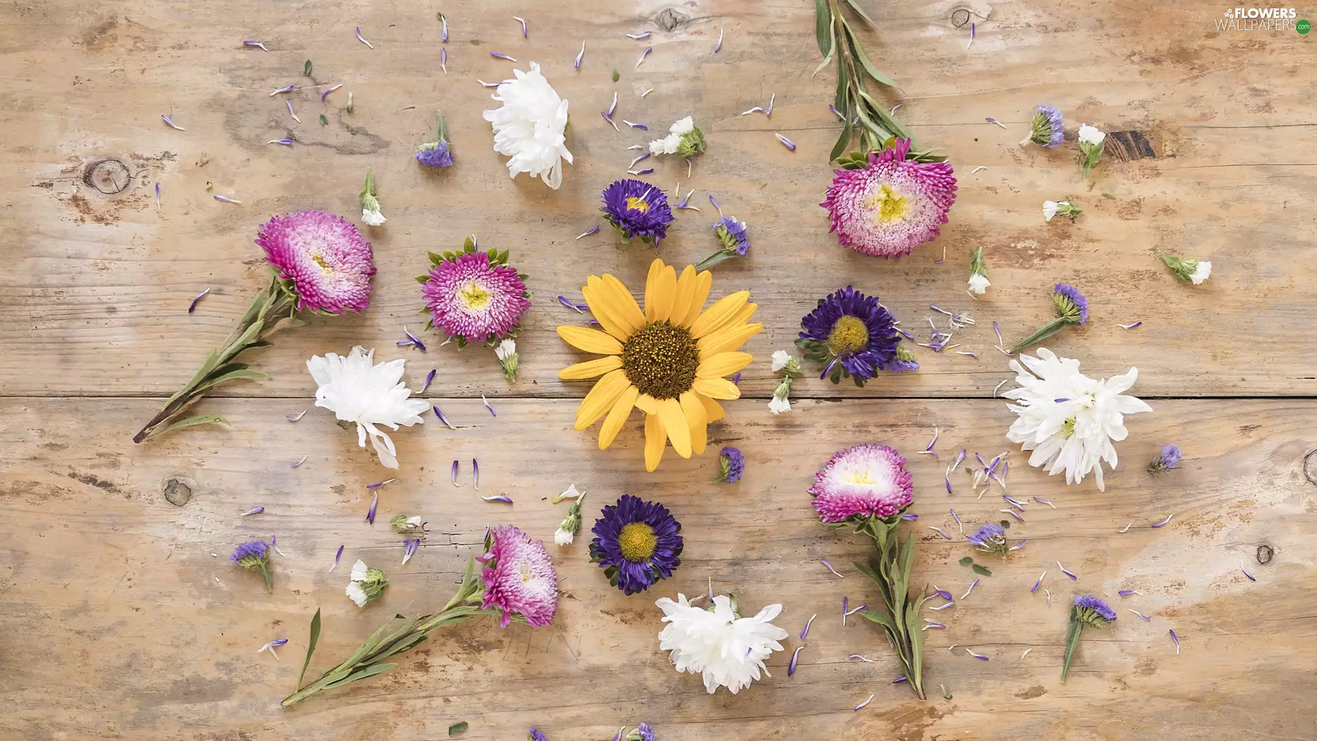 scattered, Astra, boarding, Flowers