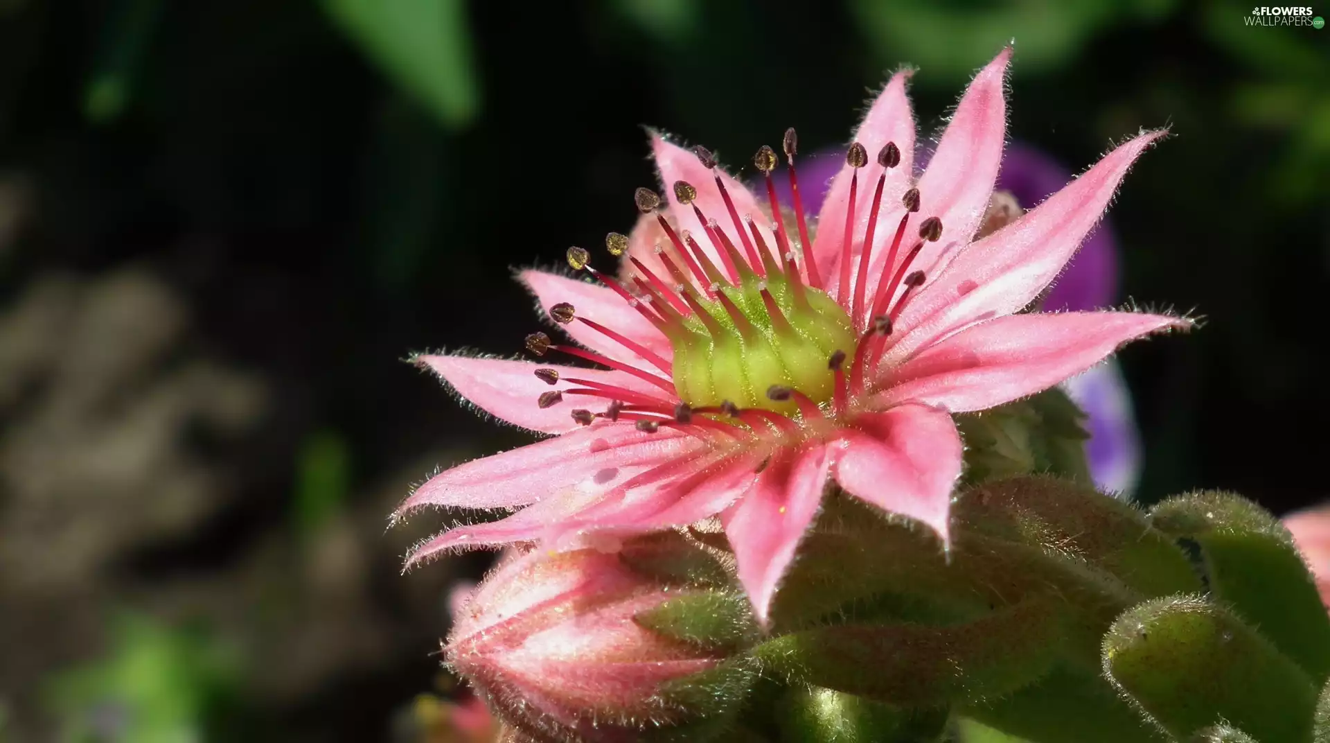 Sempervivum, nature, Colourfull Flowers