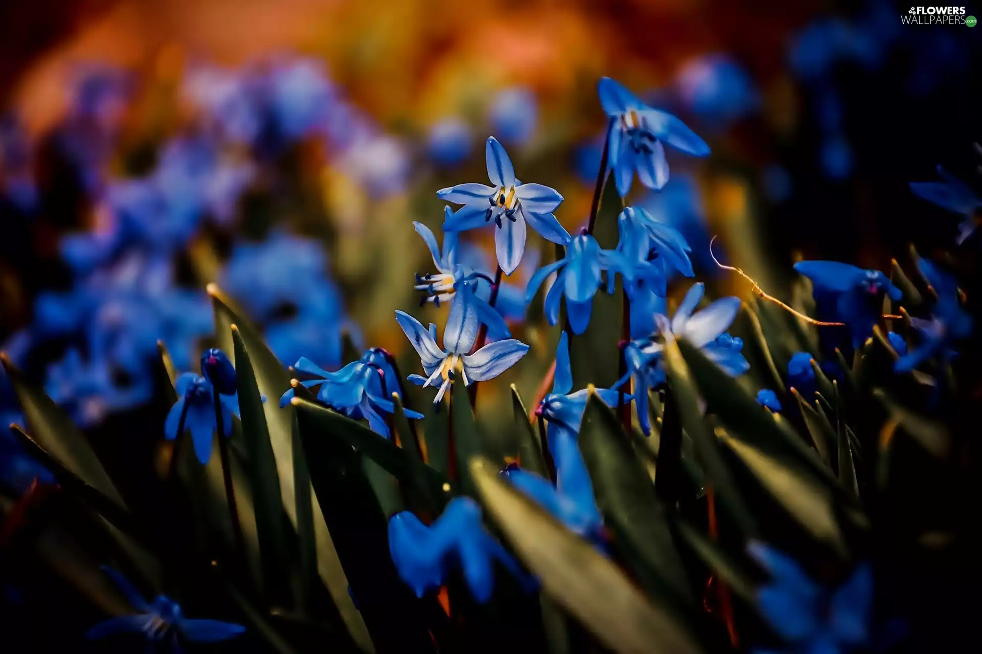 Siberian squill, Blue, Flowers