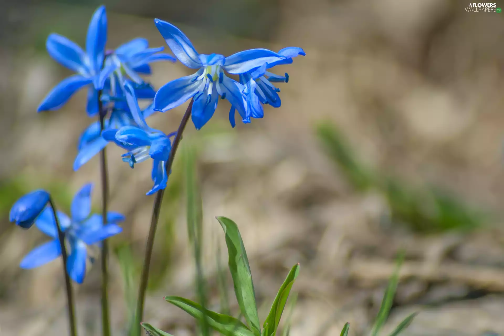 Siberian squill, Blue, Flowers