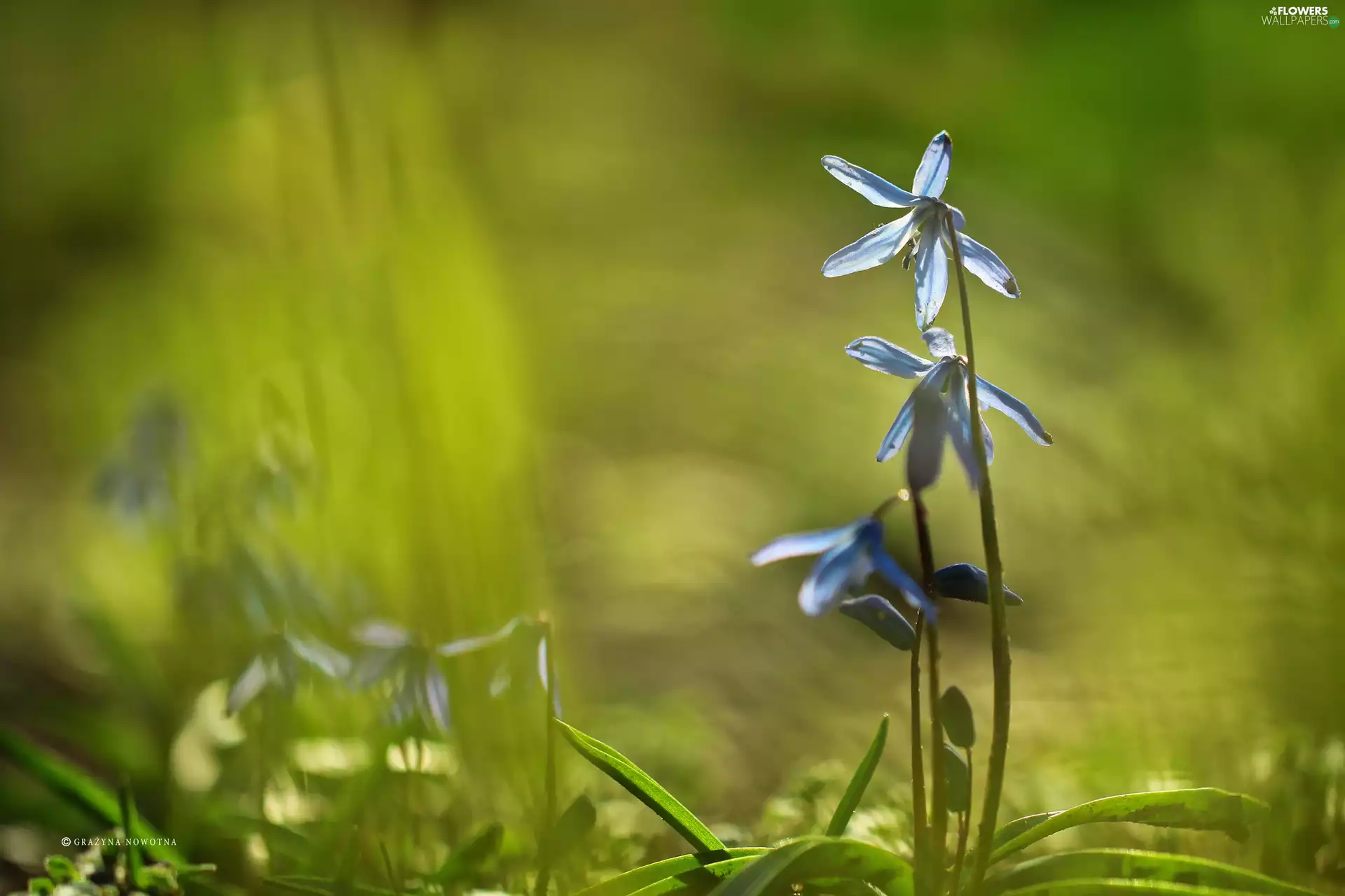 Colourfull Flowers, Siberian squill, blue