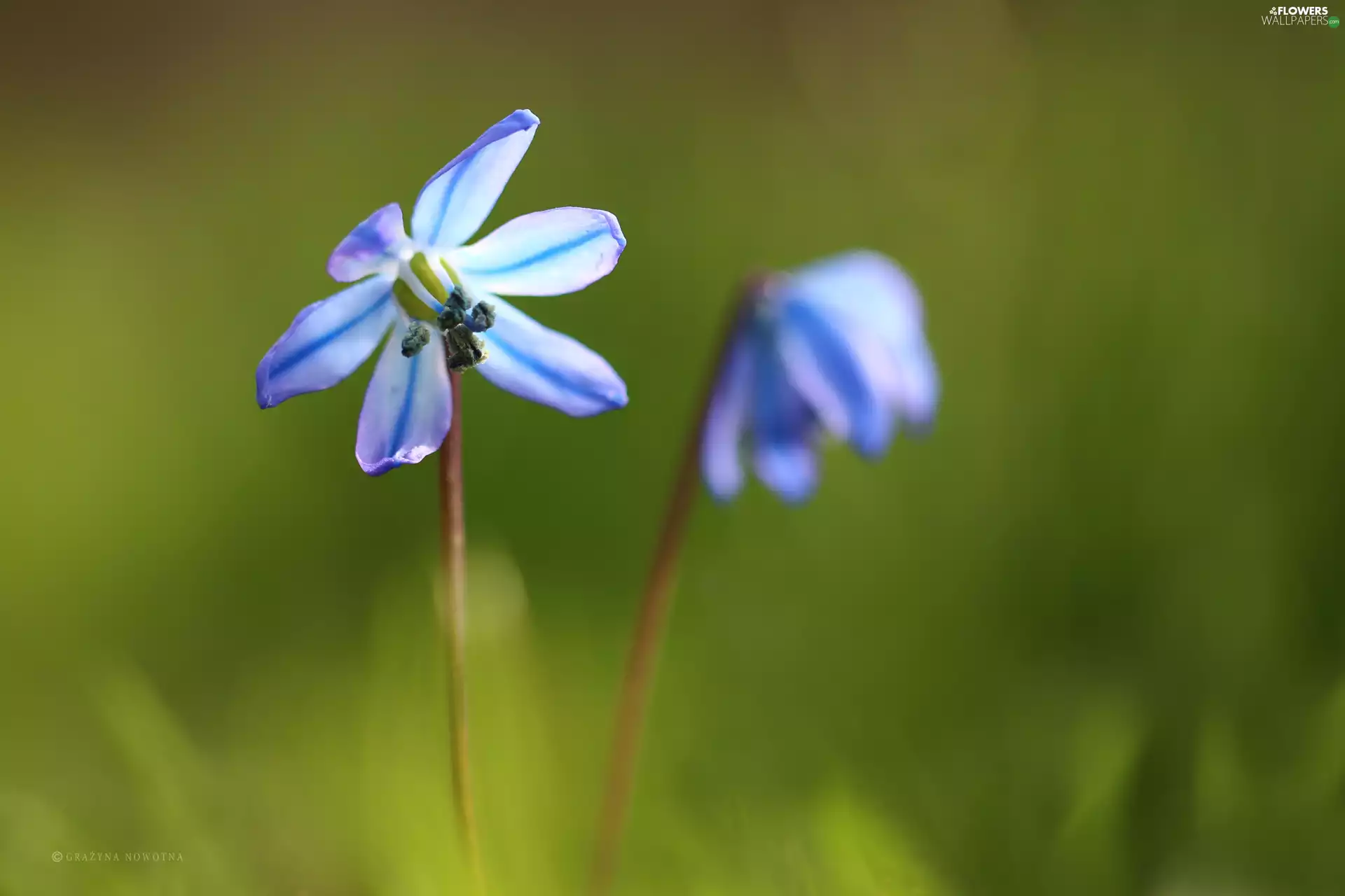 Colourfull Flowers, Siberian squill, blue
