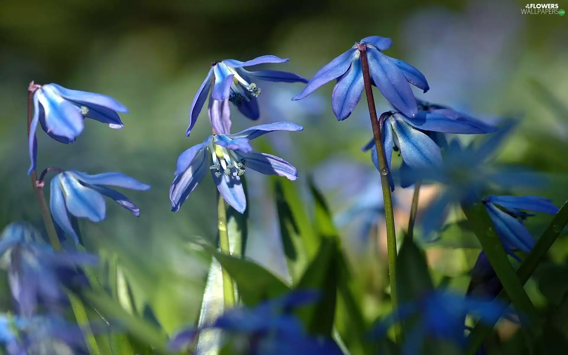 Siberian squill, Blue, Flowers