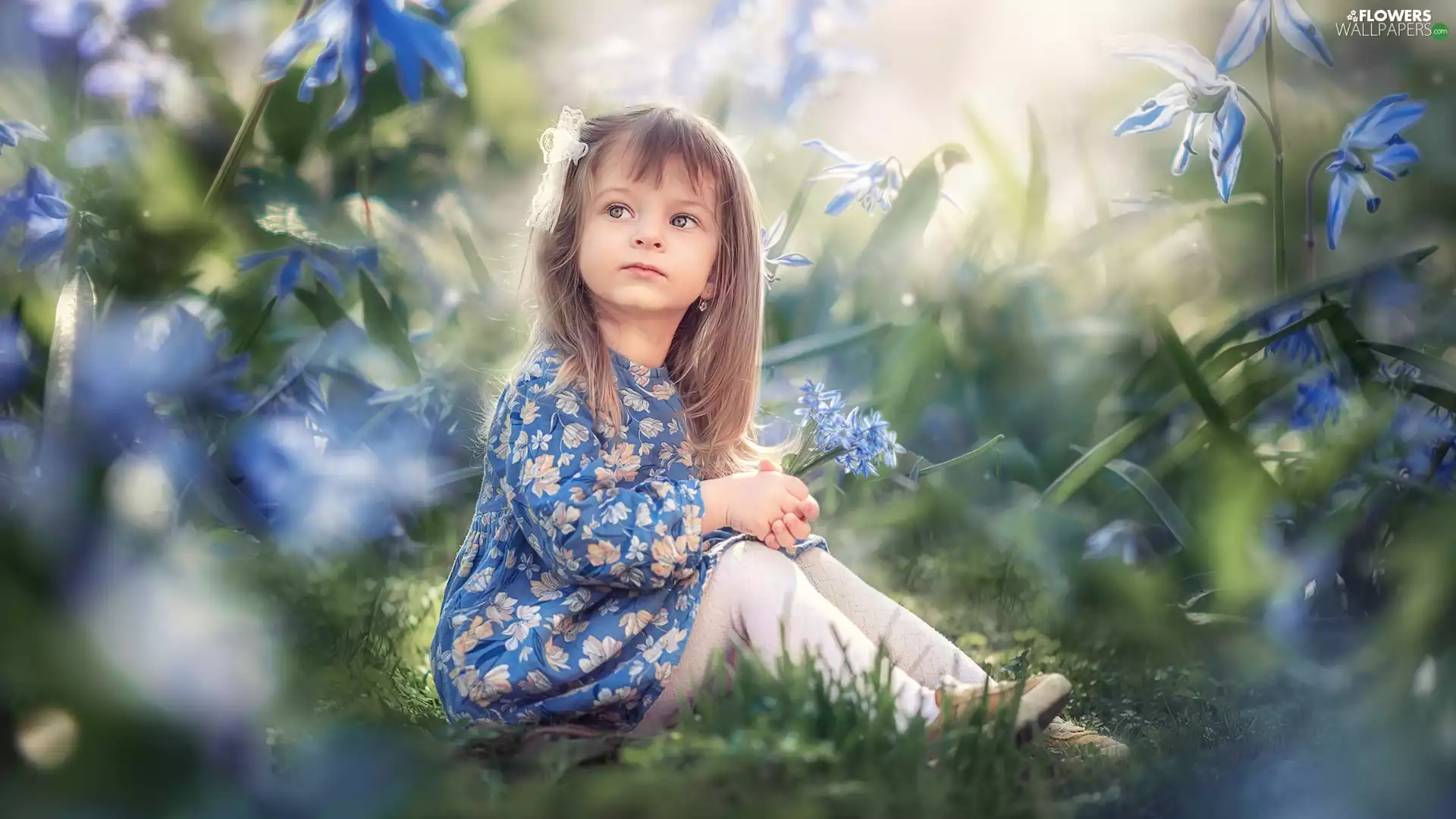 Siberian squill, girl, Flowers