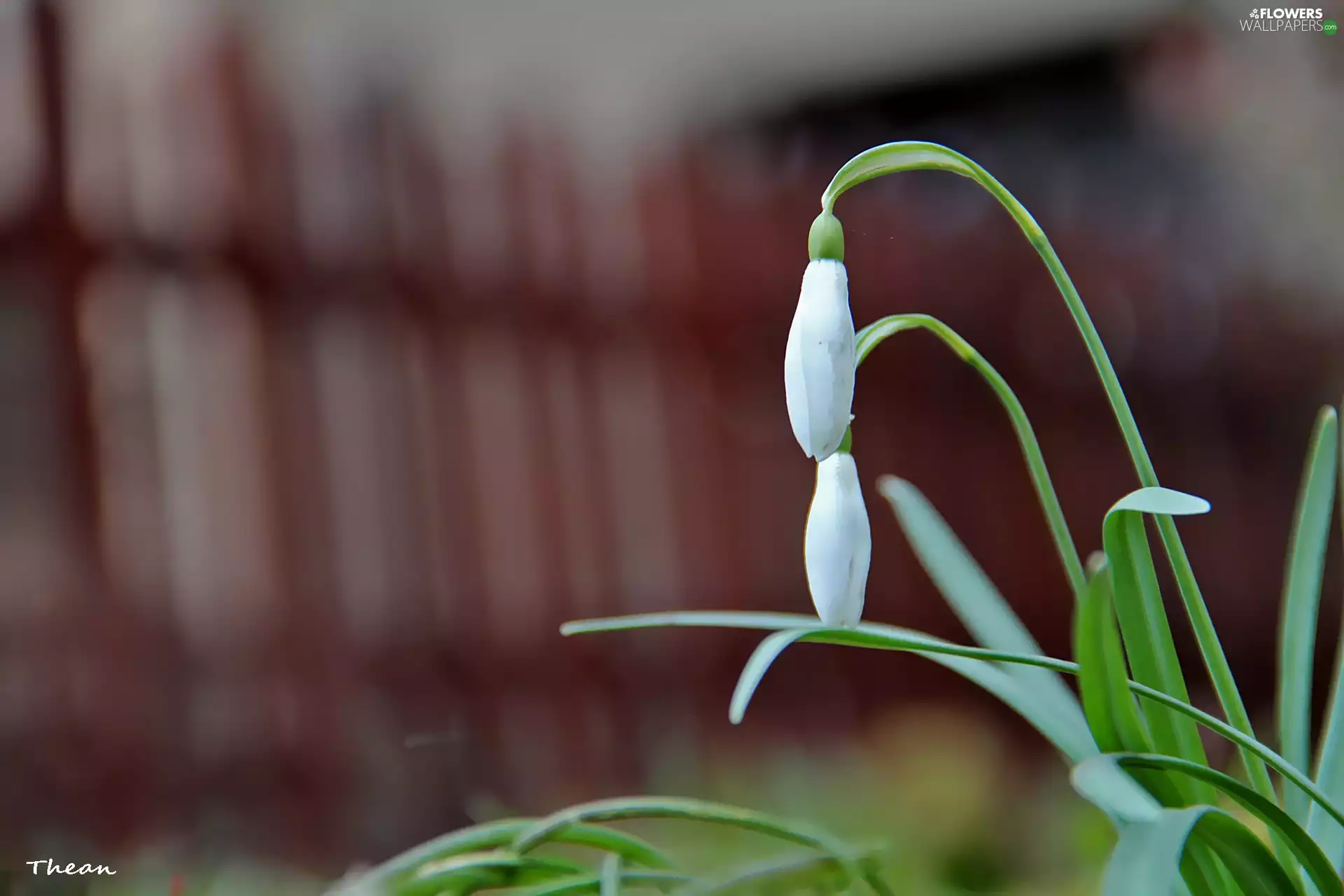 snowdrops, Flowers