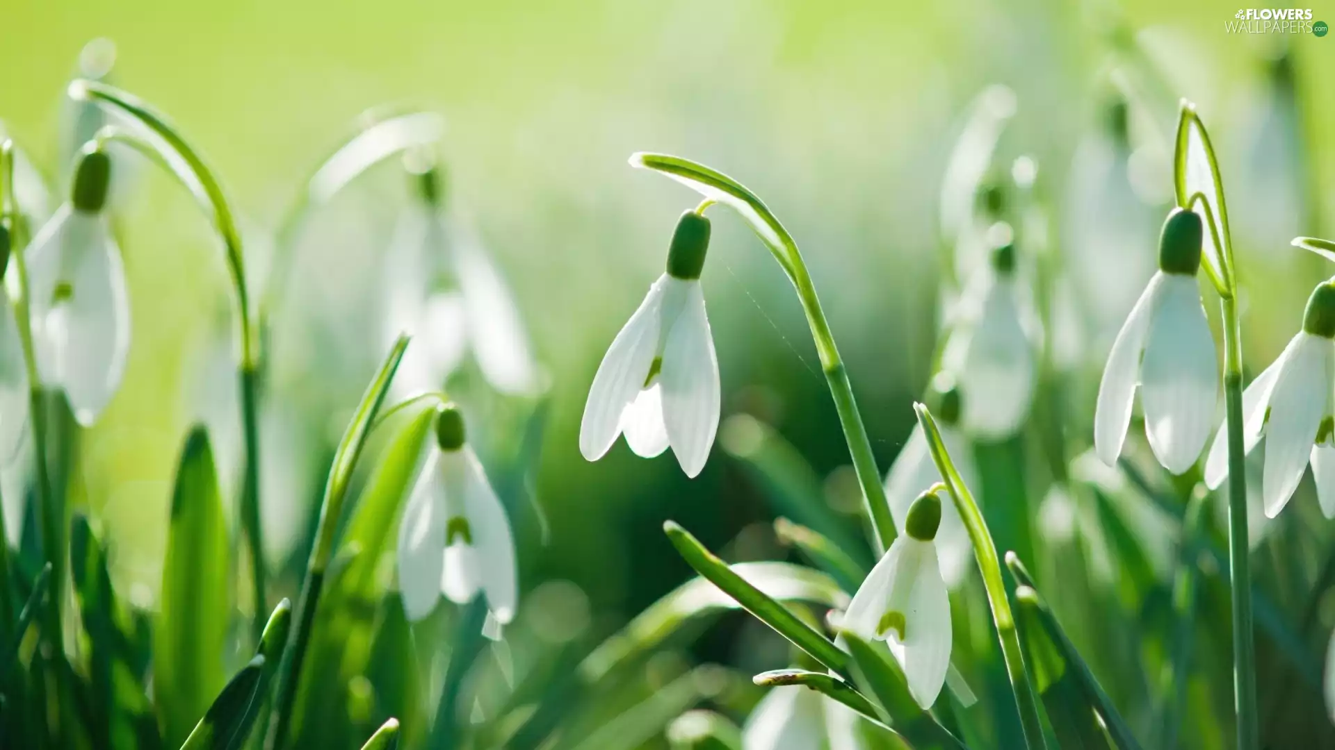 Flowers, snowdrops
