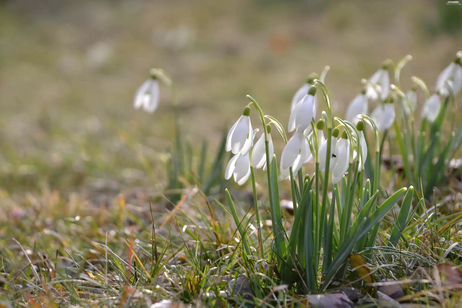 Flowers, snowdrops
