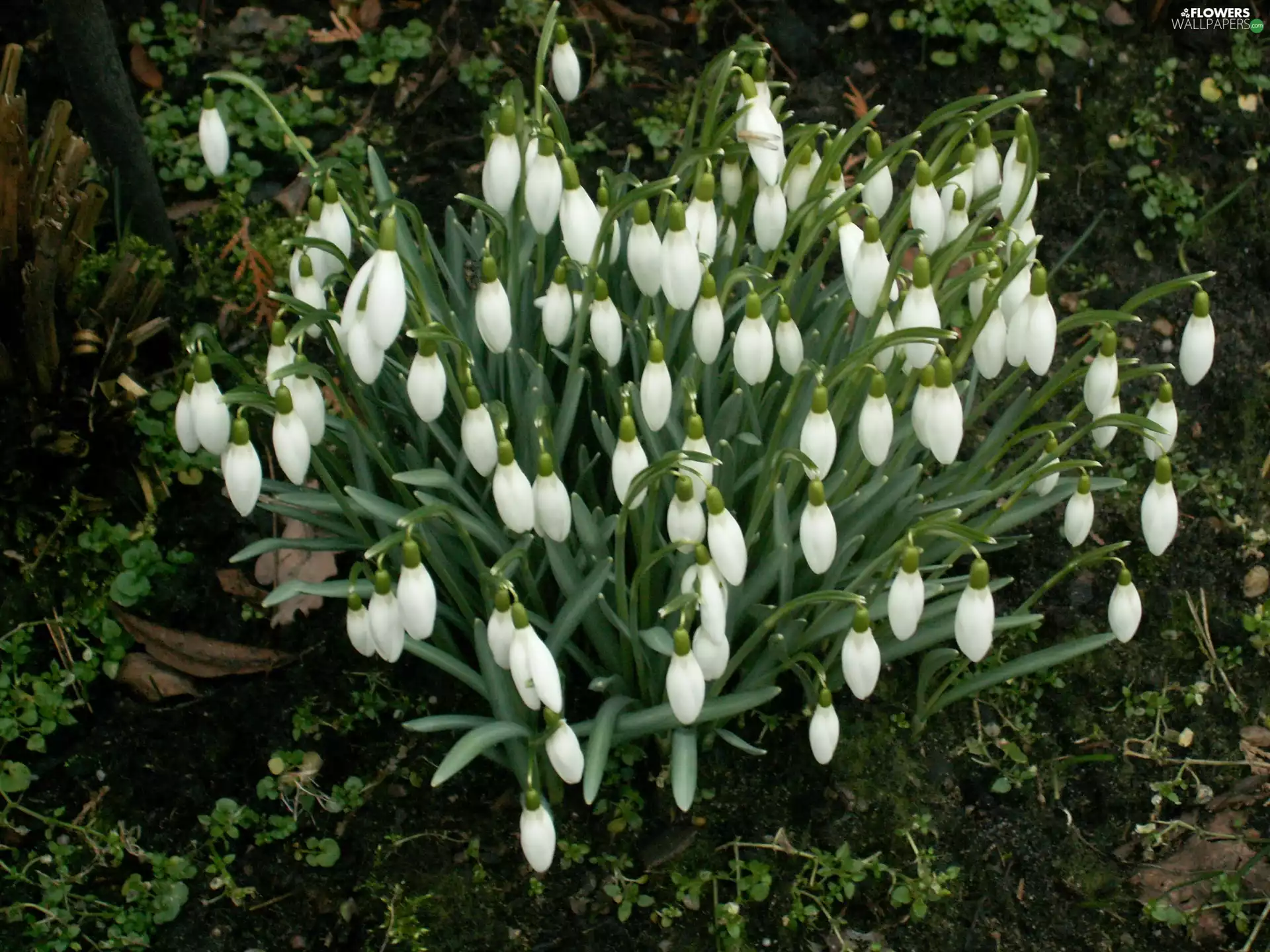Flowers, snowdrops