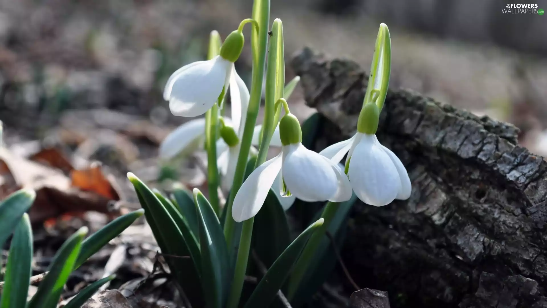 Flowers, snowdrops