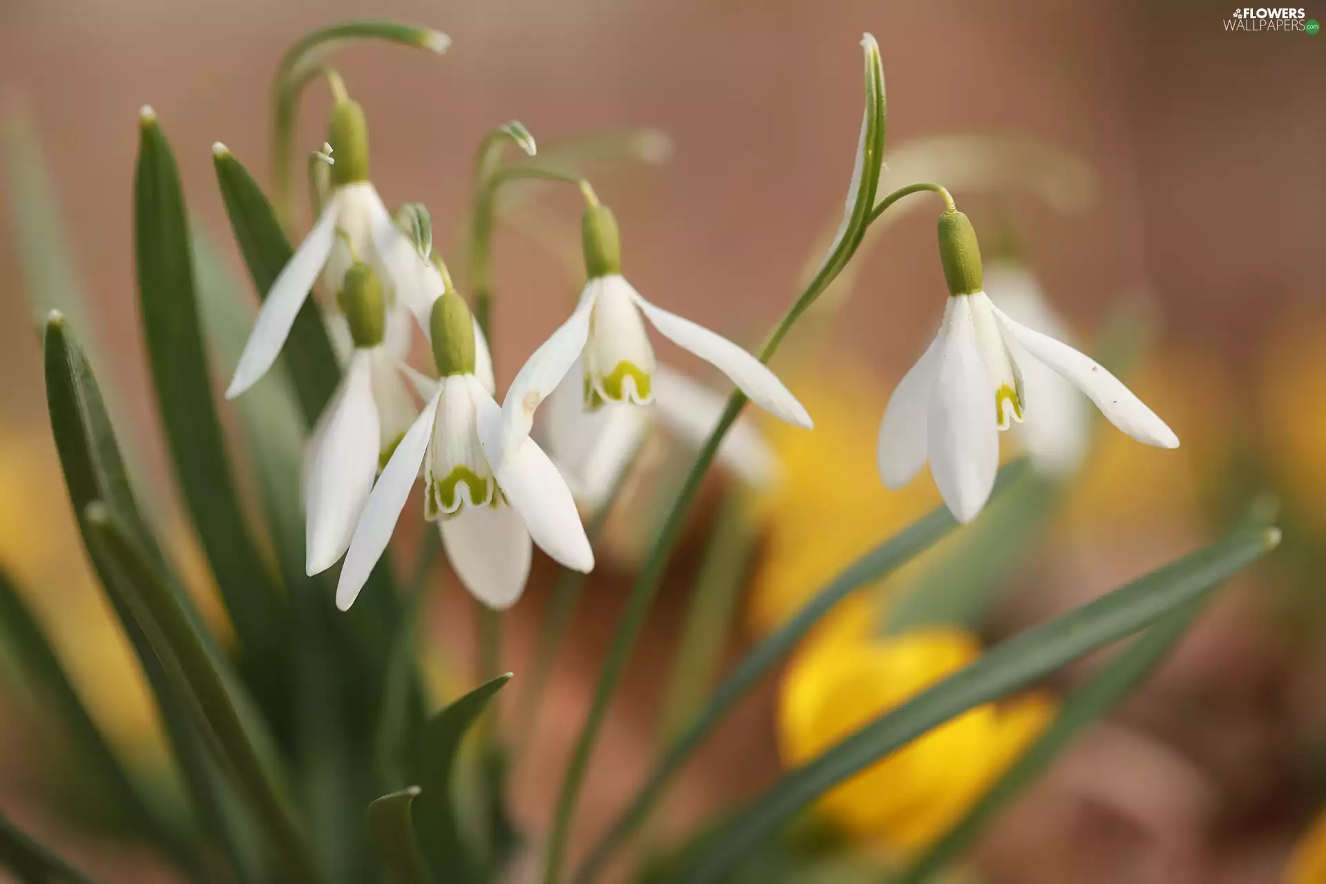 Flowers, inclined, snowdrops