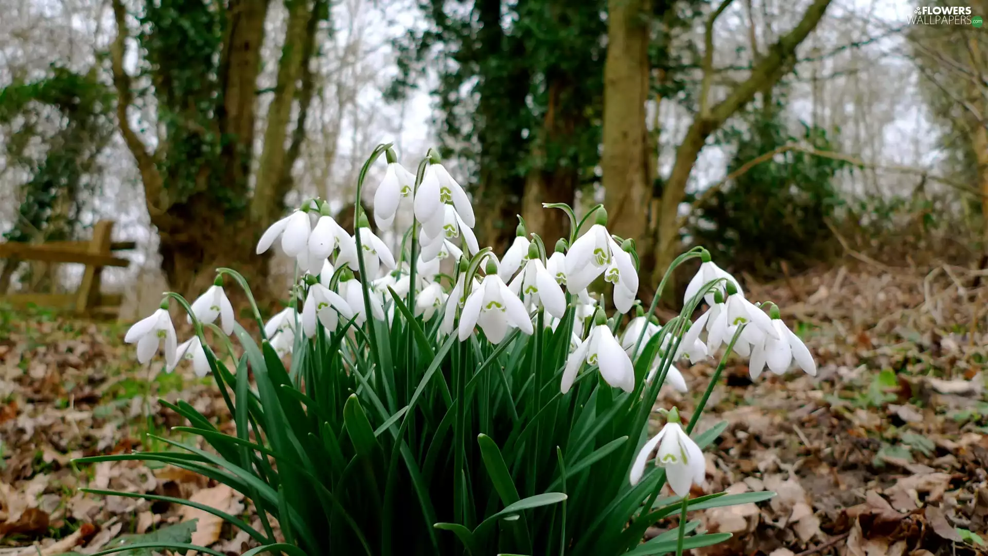snowdrops, cluster, Spring, Flowers