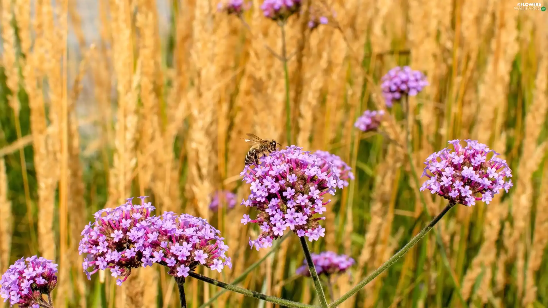 bee, Flowers, South American Vervain