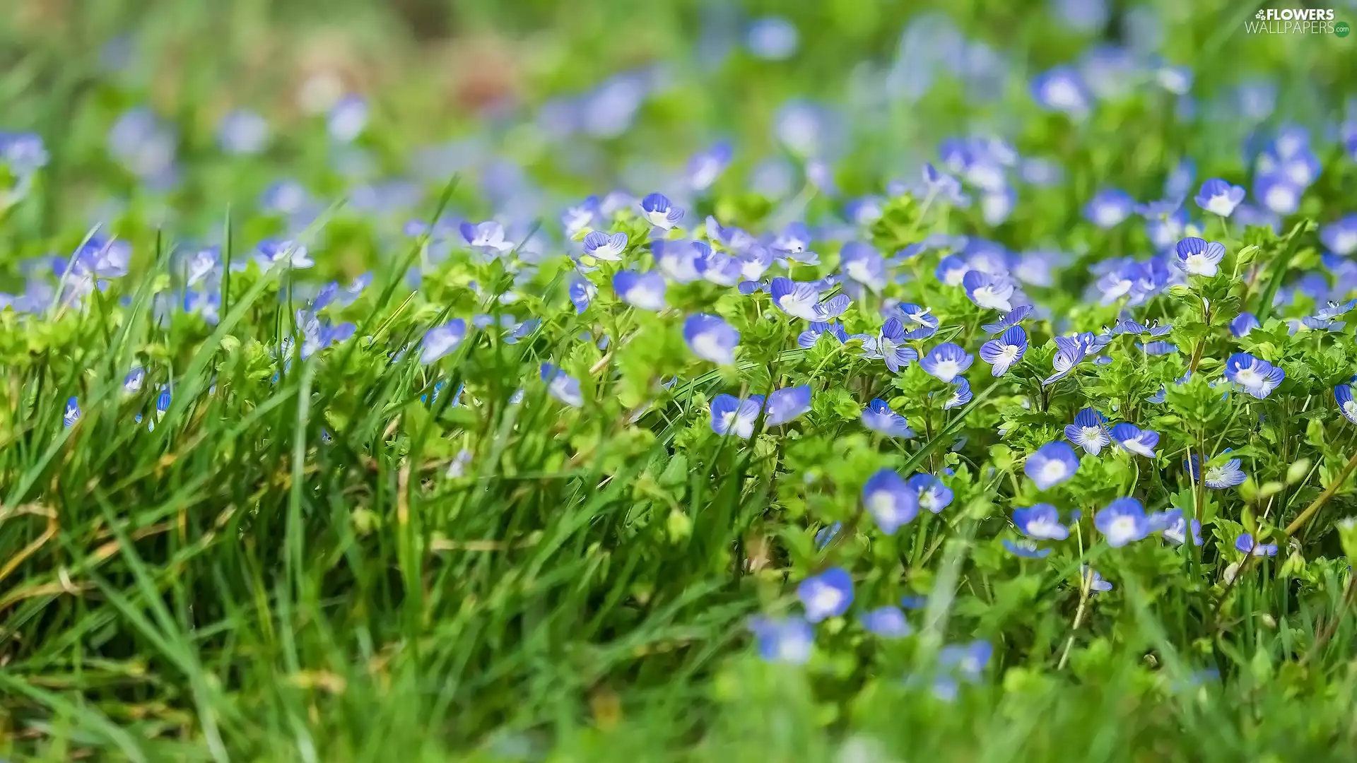 Flowers, Birdeye Speedwell