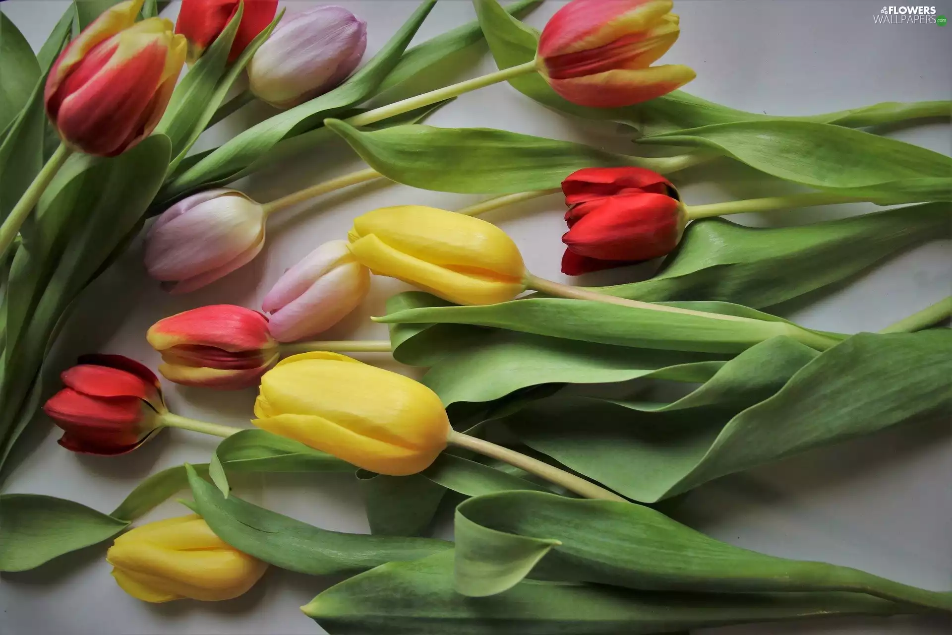 spread, color, Tulips, Flowers