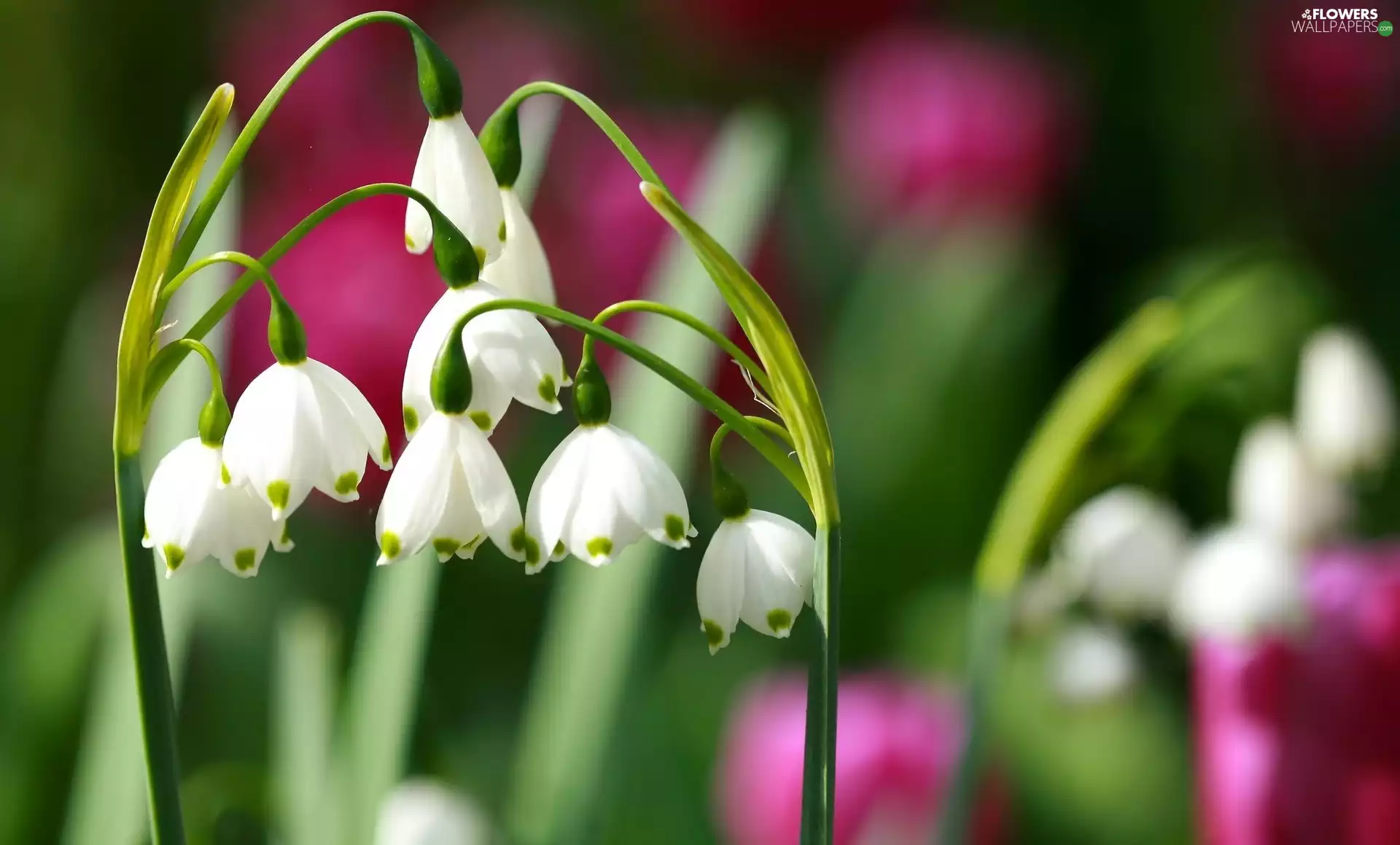 Spring, flurry, Close, flowers