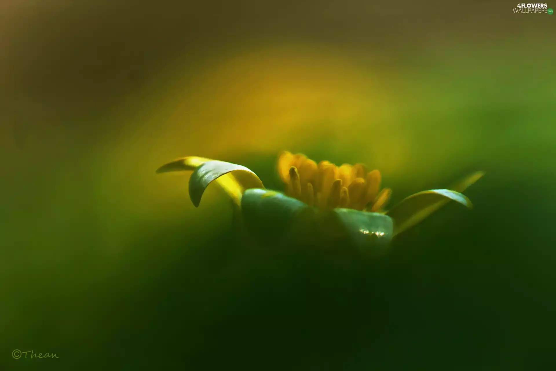 Fig Buttercup, Colourfull Flowers, Spring, spring