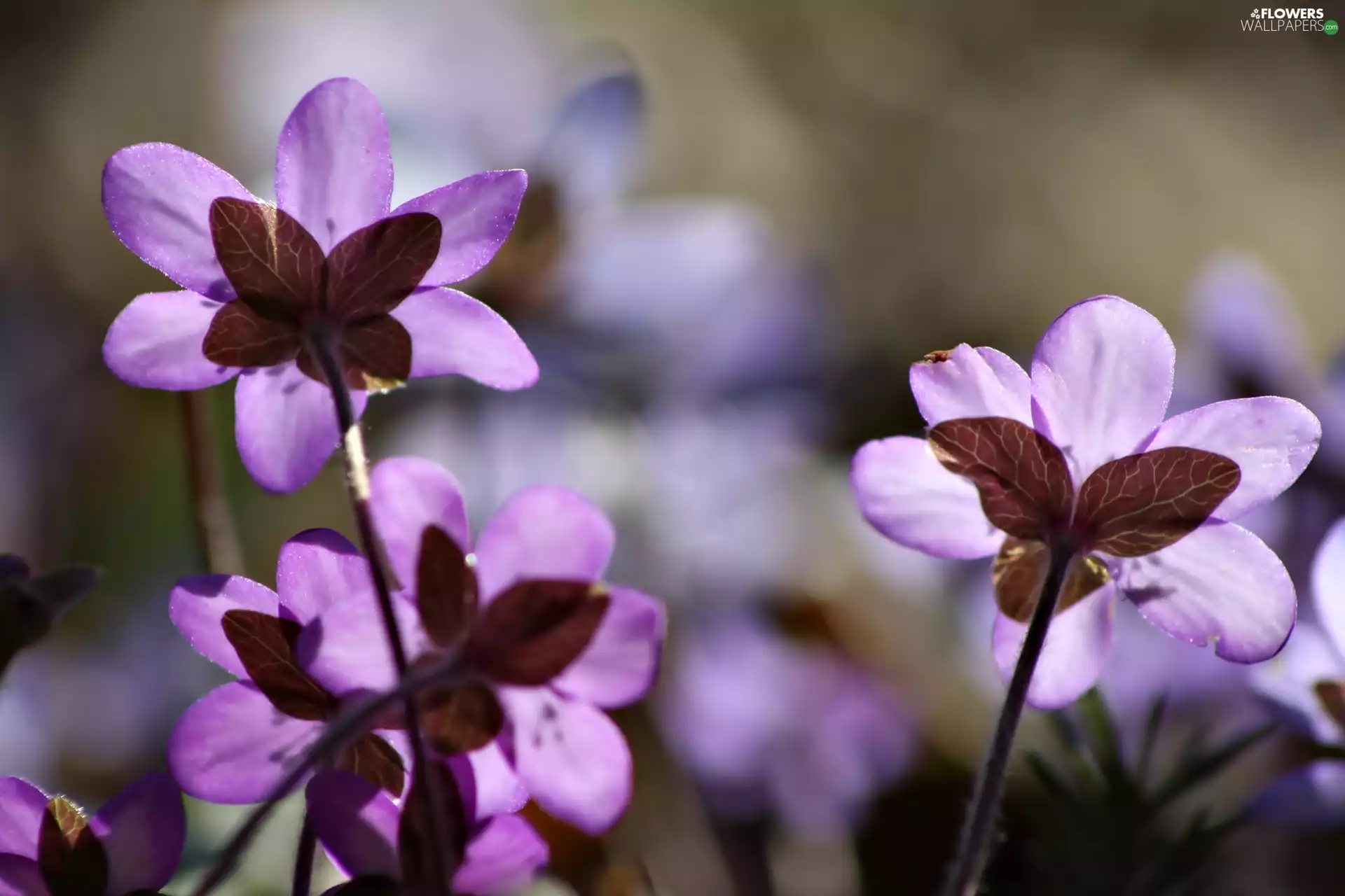 Spring, Hepatica, Colourfull Flowers