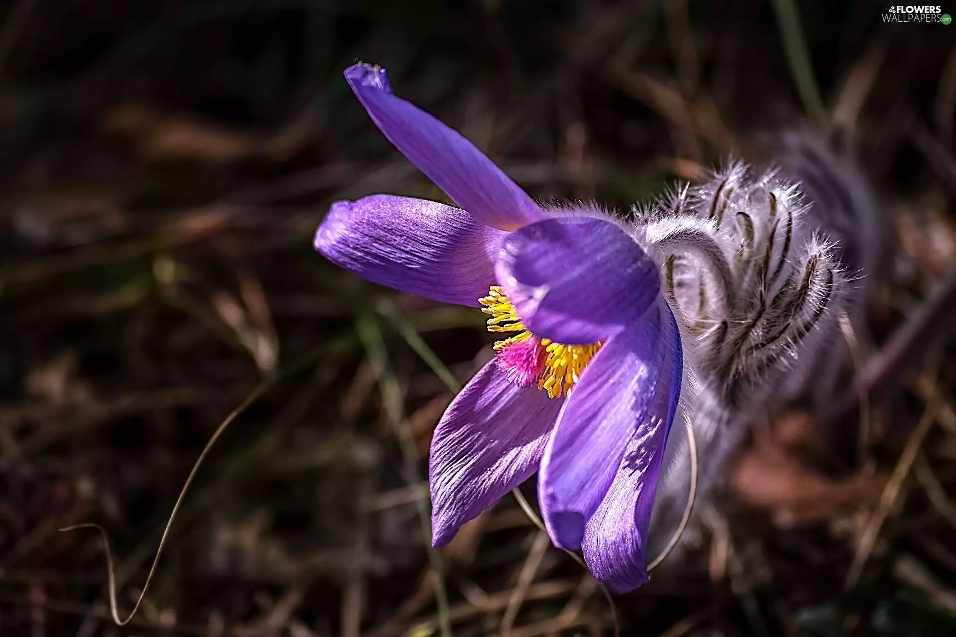 Spring, pasque, Colourfull Flowers