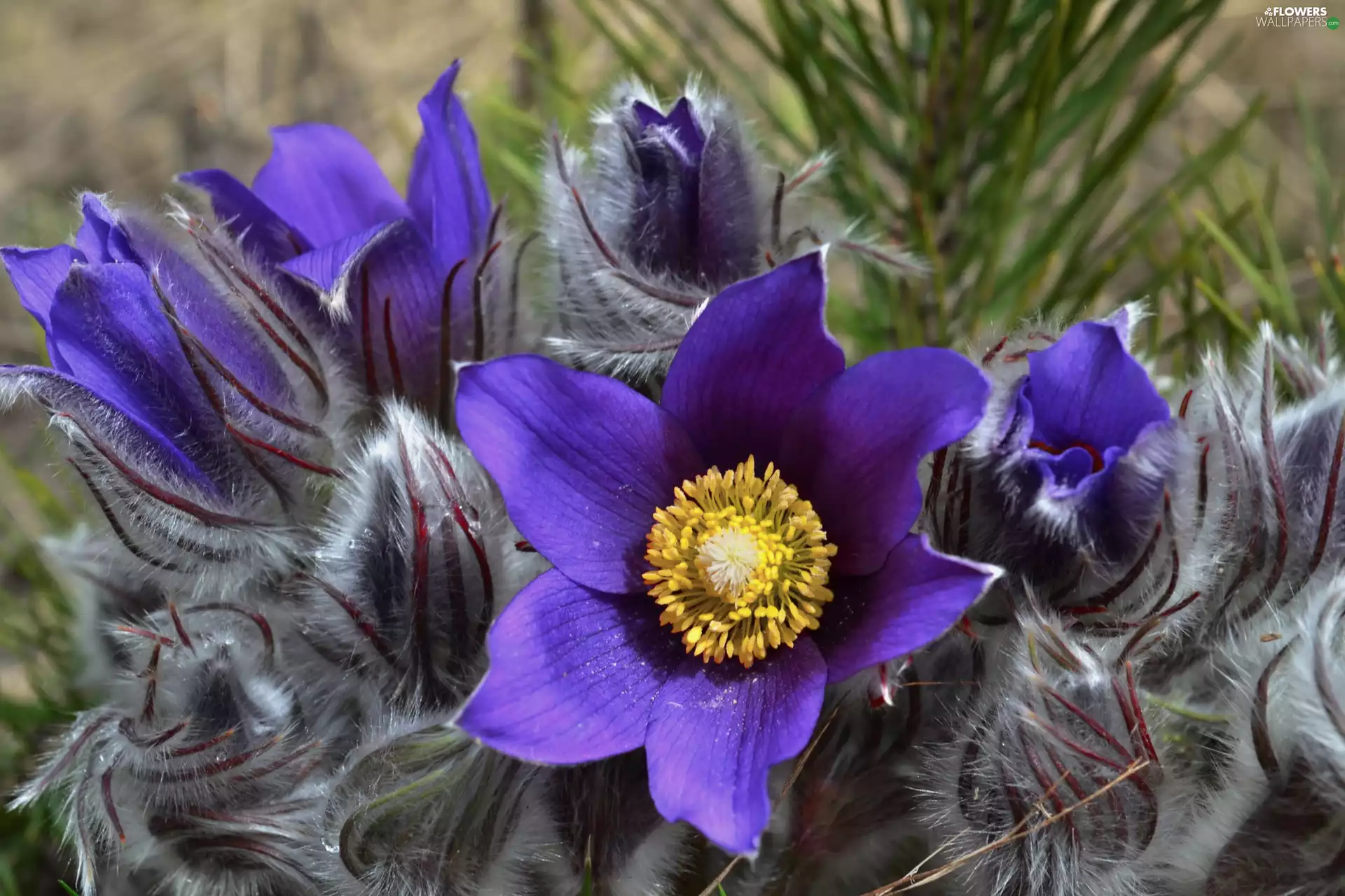 Spring, pasque, Colourfull Flowers