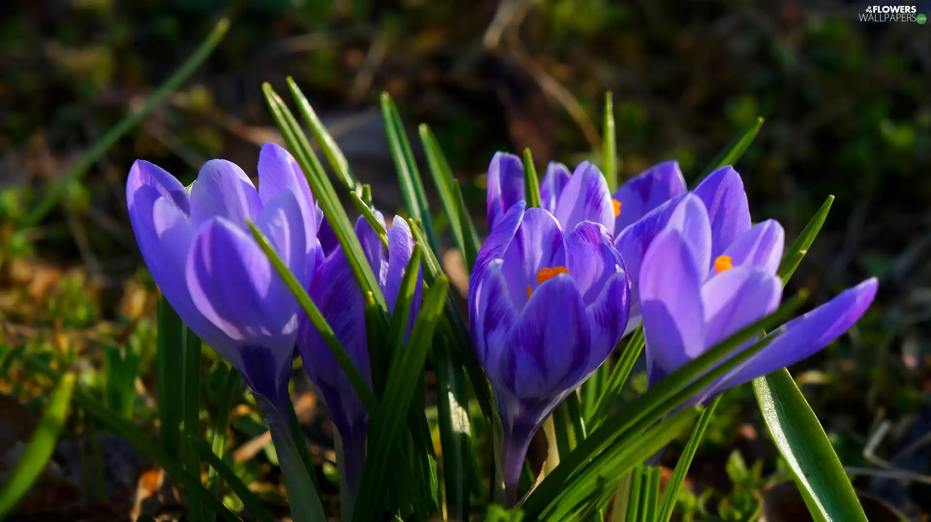 Flowers, crocuses, Spring