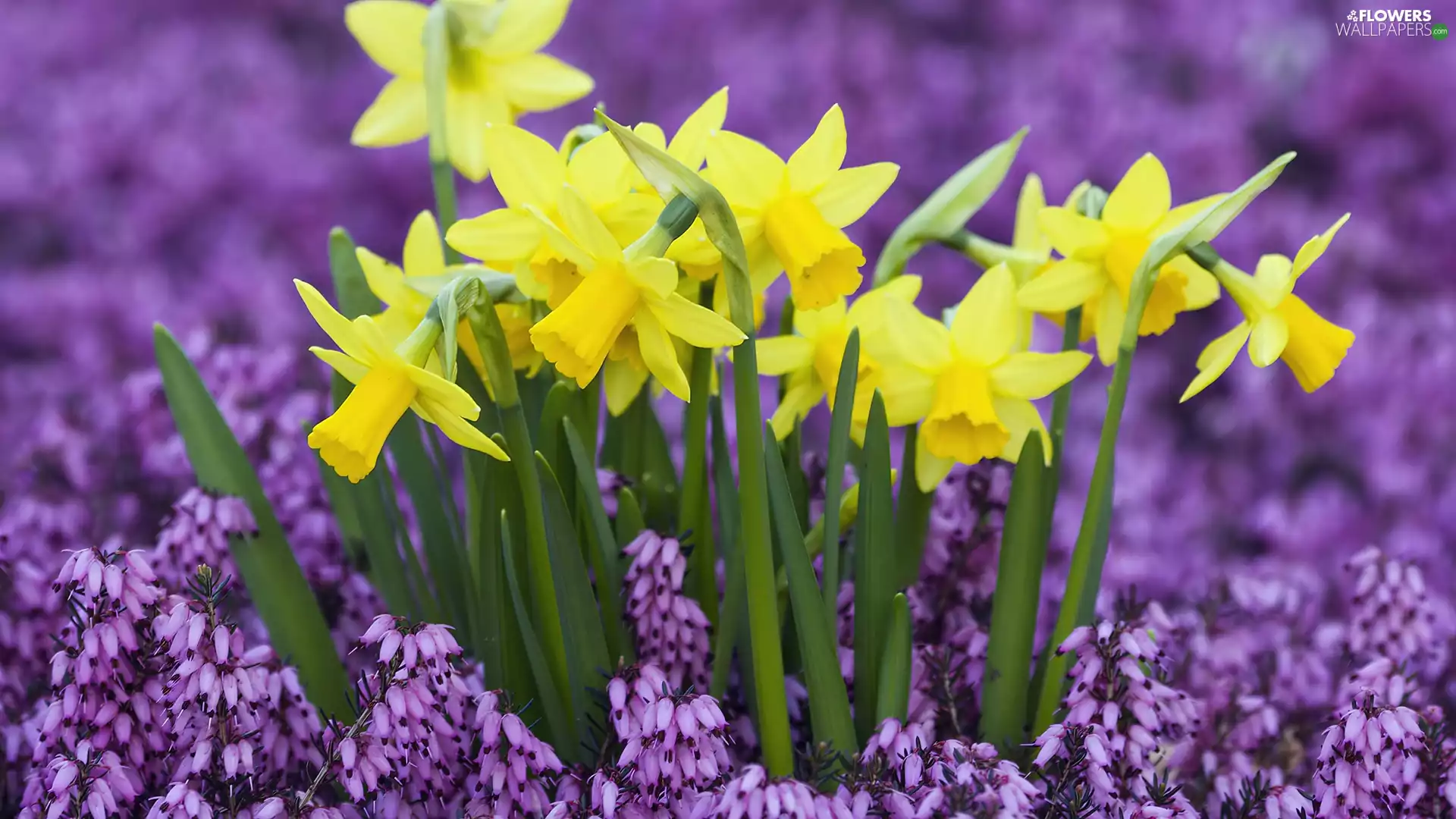 Flowers, Daffodils, Spring
