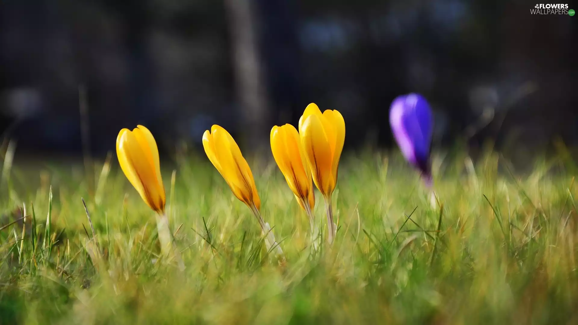 Spring, crocuses, grass, Flowers