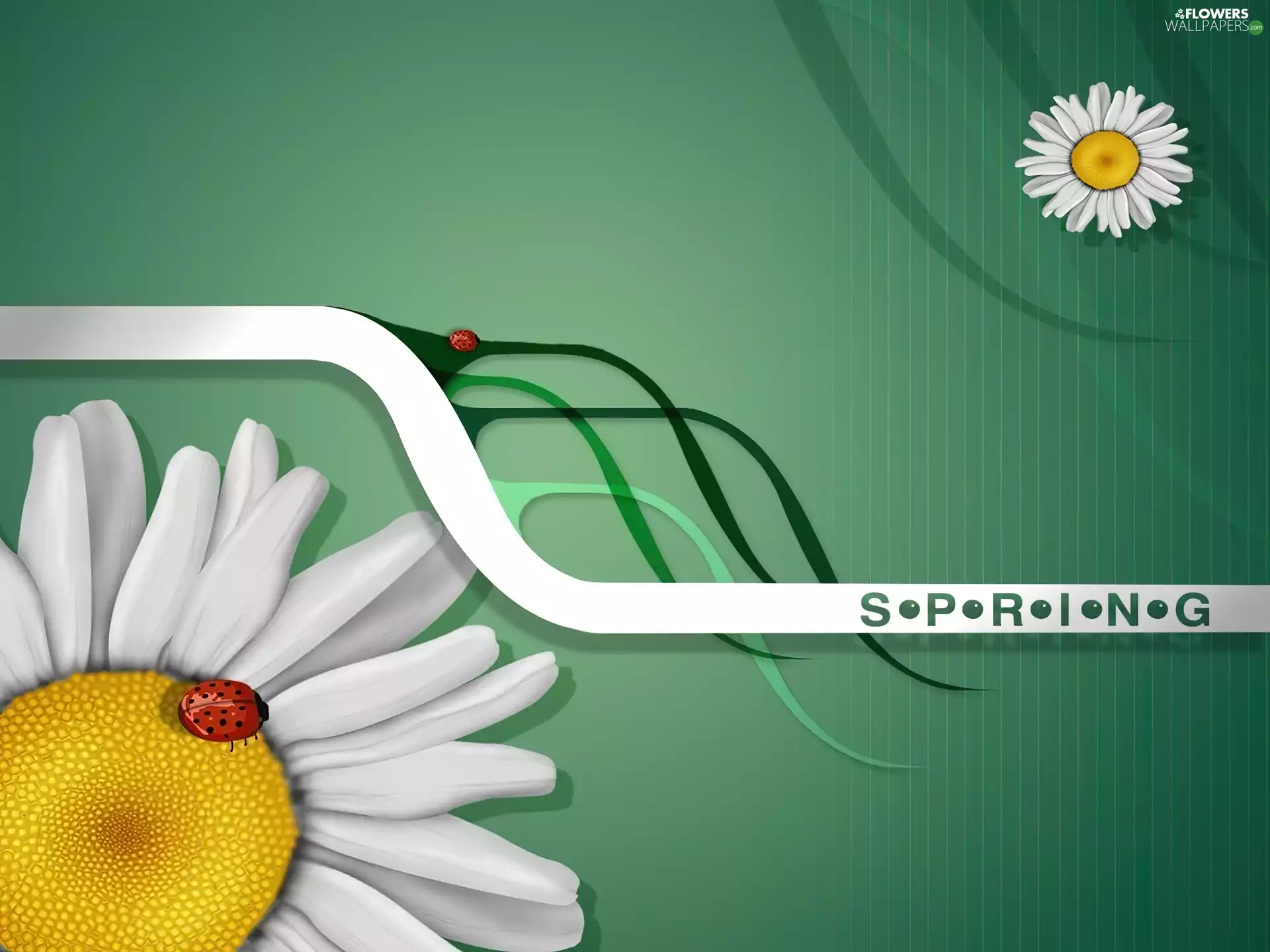 Spring, daisies, ladybugs, Flowers