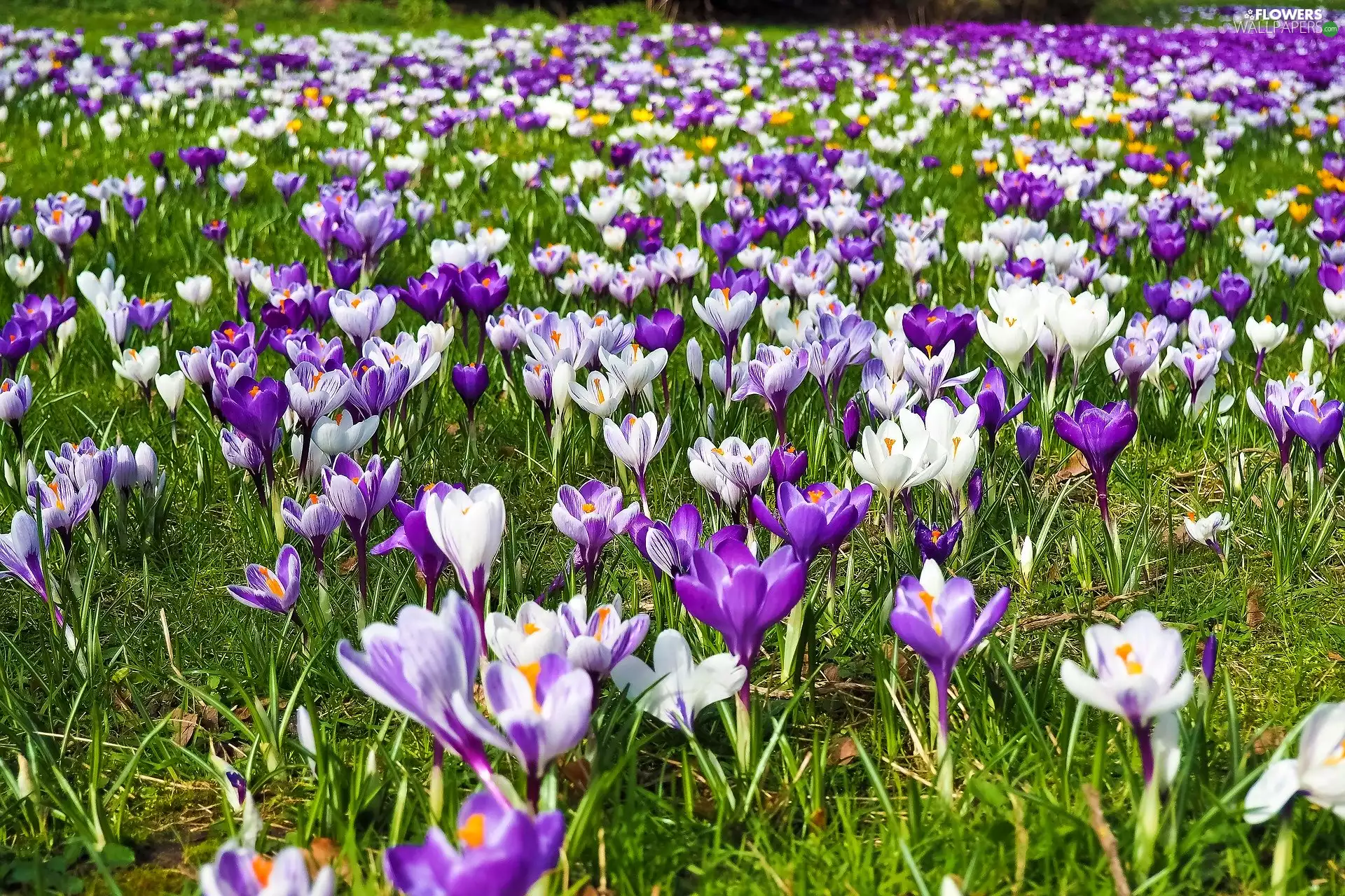 Spring, crocuses, Meadow, Flowers