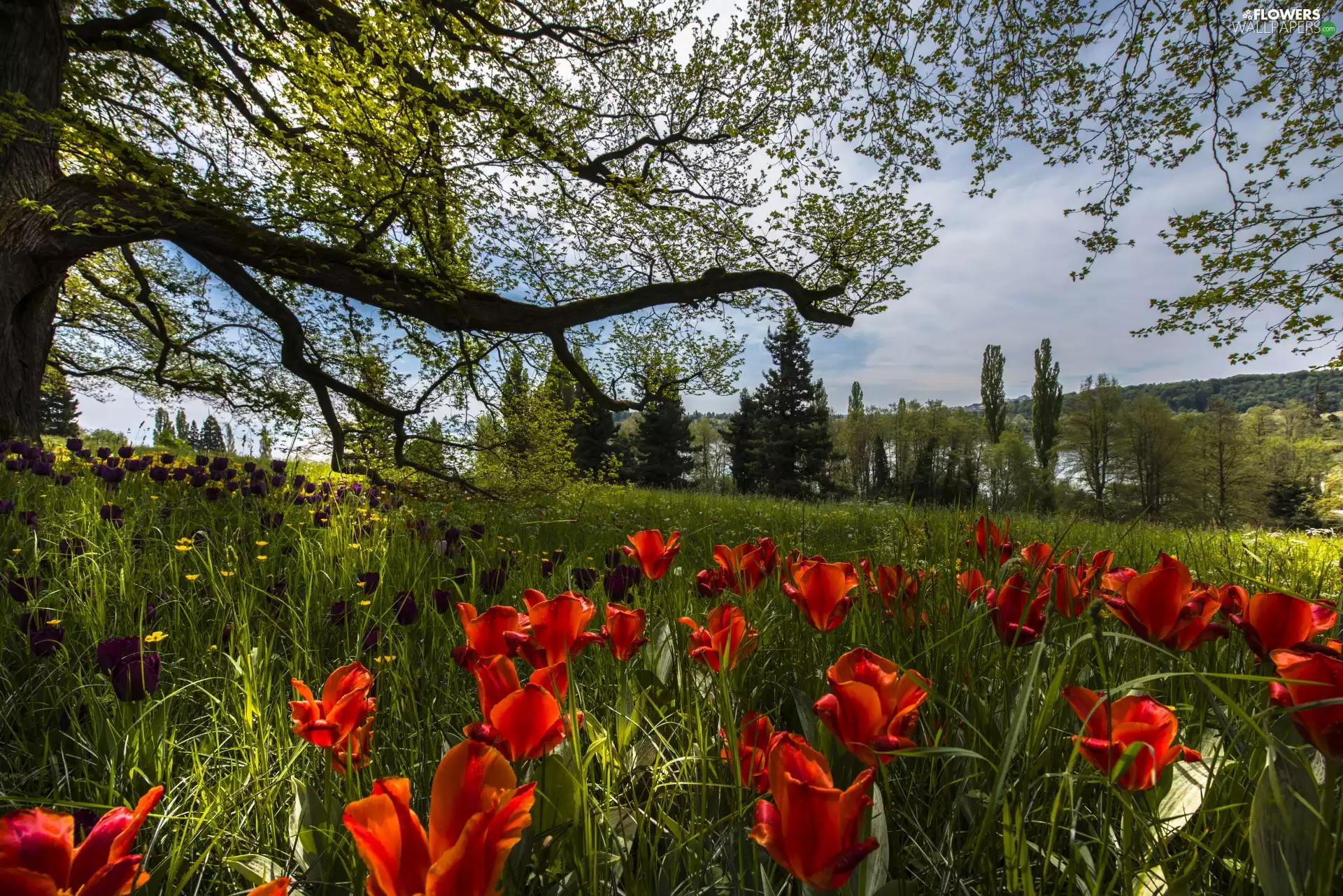 Flowers, Tulips, viewes, grass, trees, Meadow, Spring, branch pics