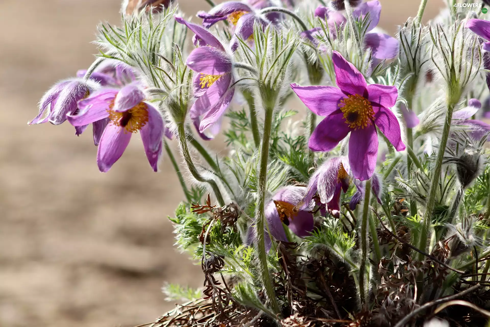 Spring, purple, pasque, Flowers