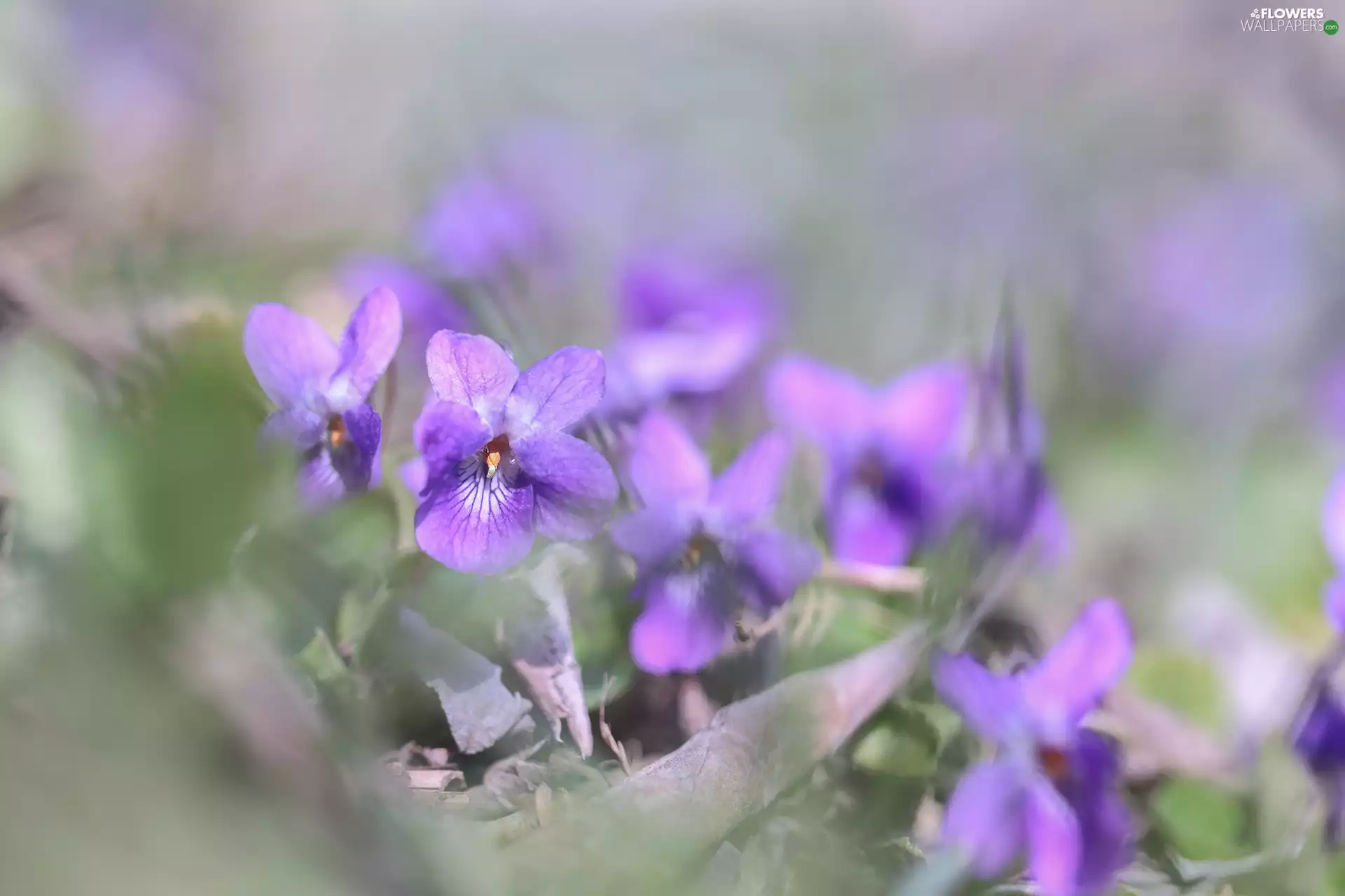 lilac, Flowers, Spring, fragrant violets