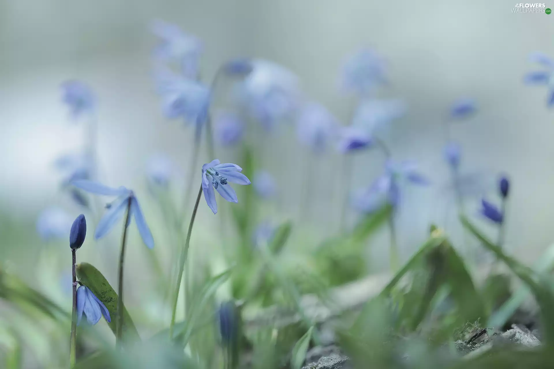 fuzzy, background, Blue, Flowers, Siberian squill