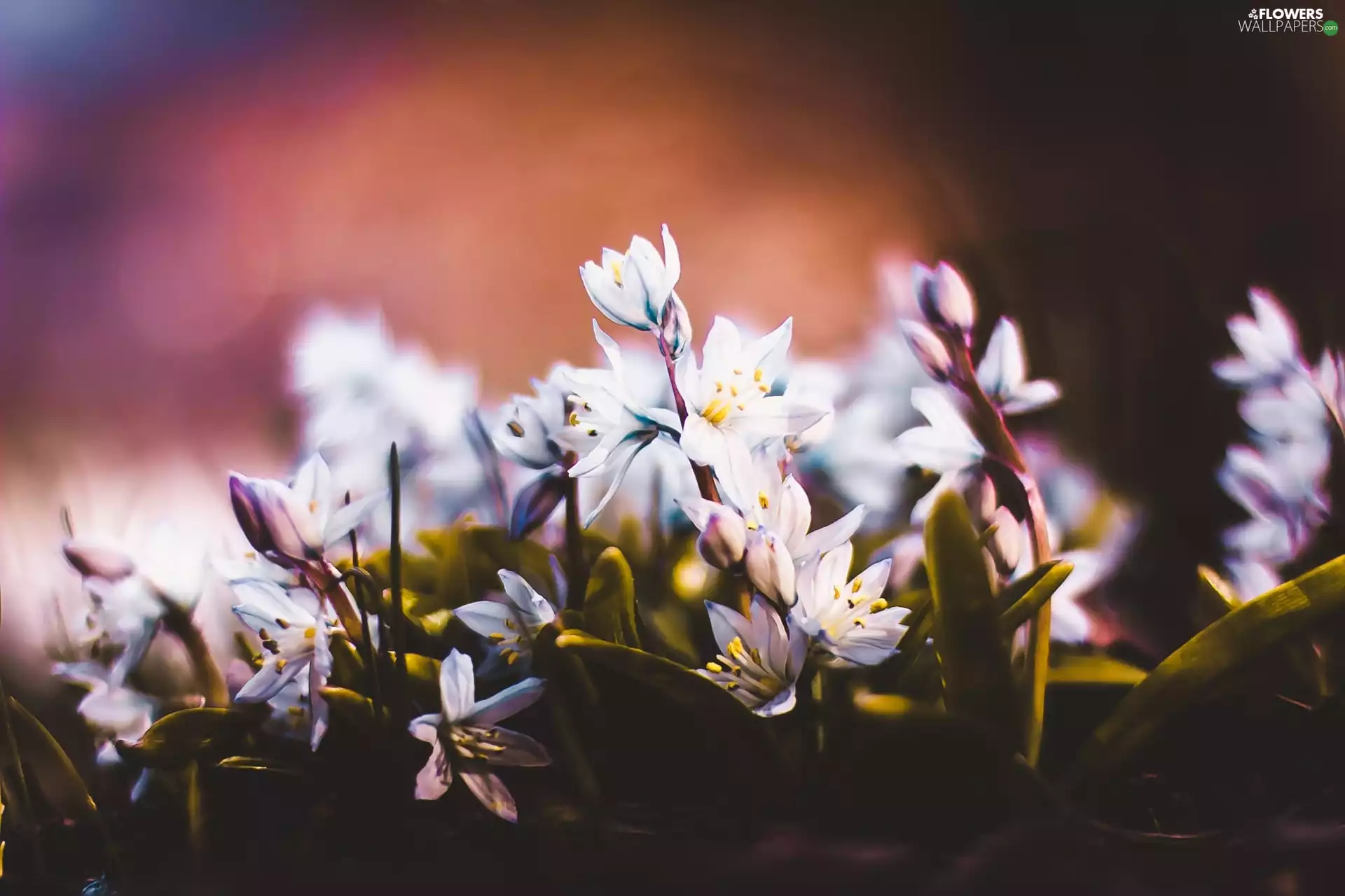 Flowers, squill