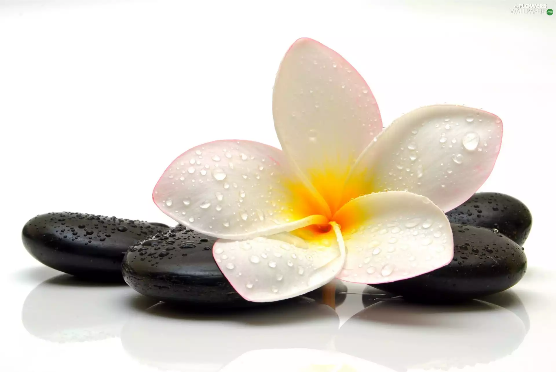 Colourfull Flowers, Stones, drops, Plumeria