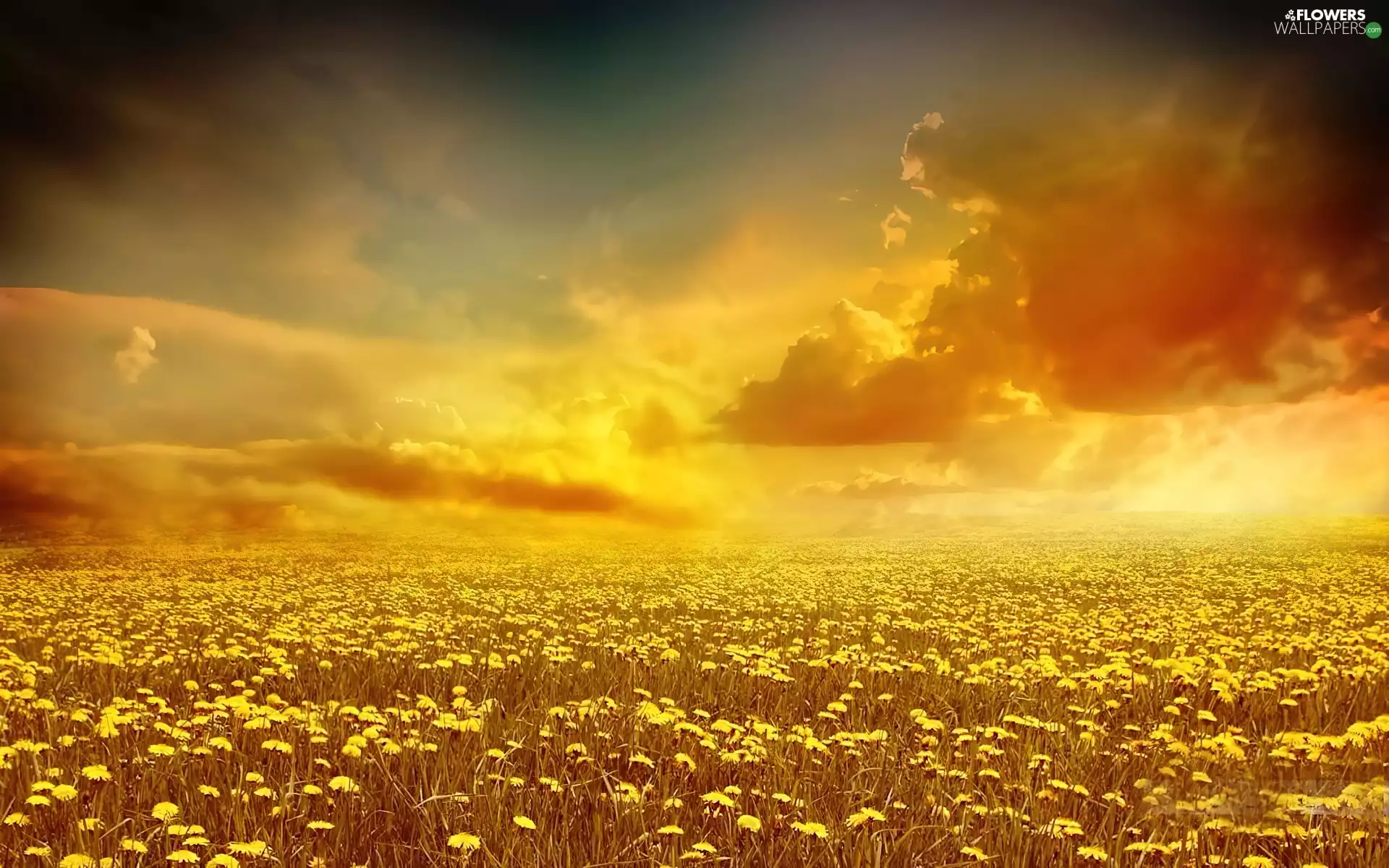 Meadow, Flowers, sun, clouds, west