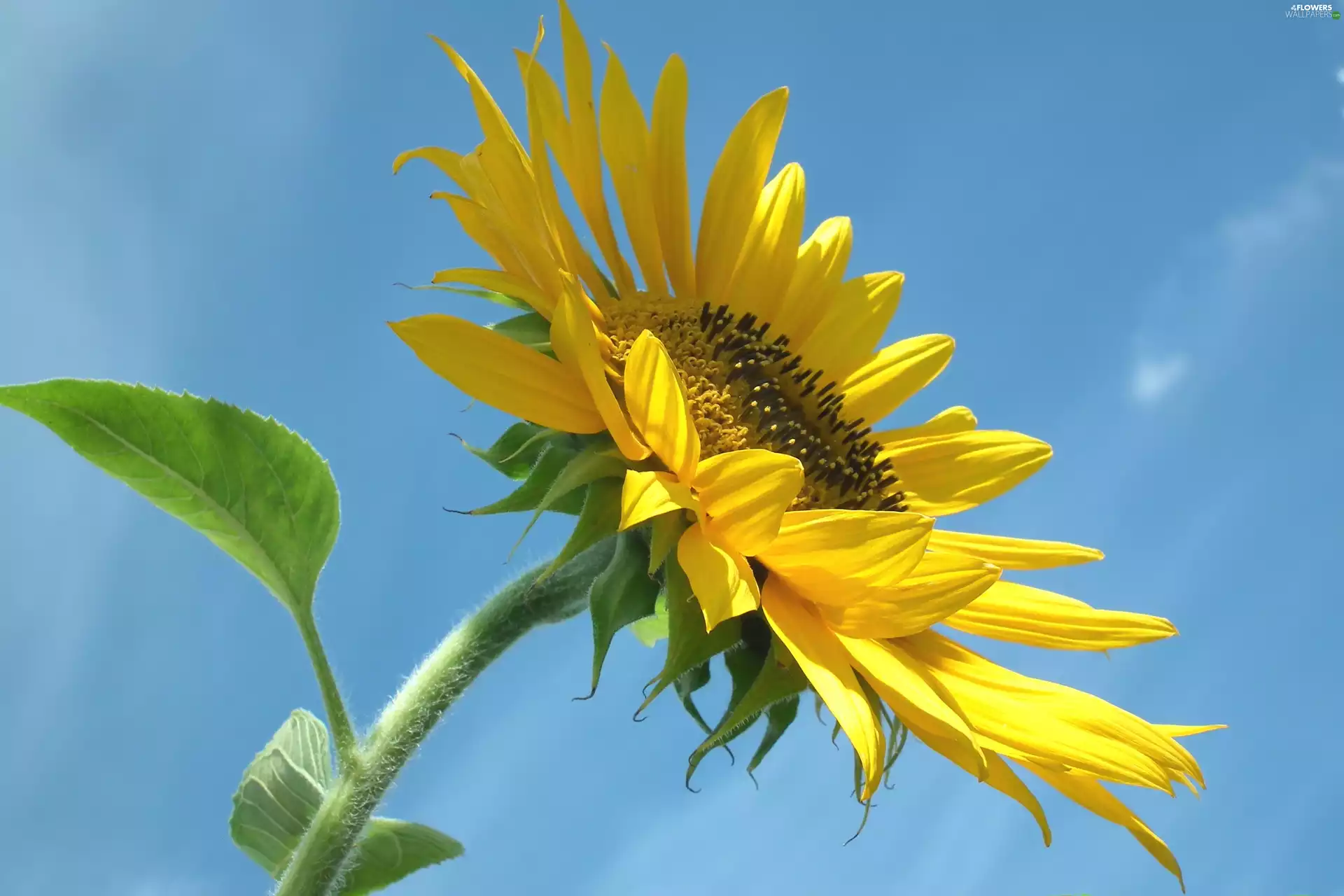 Sunflower, nature, Colourfull Flowers