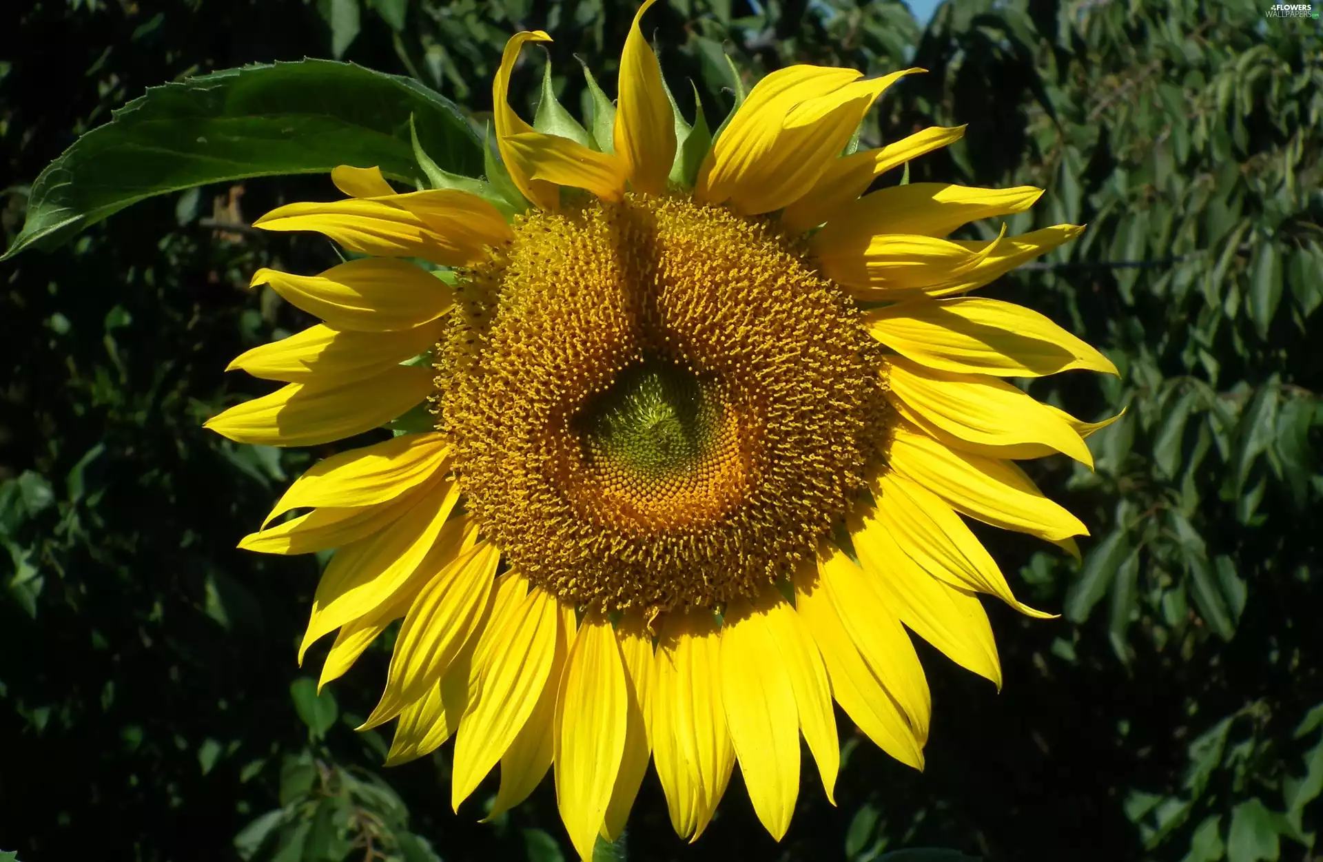 Sunflower, nature, Colourfull Flowers