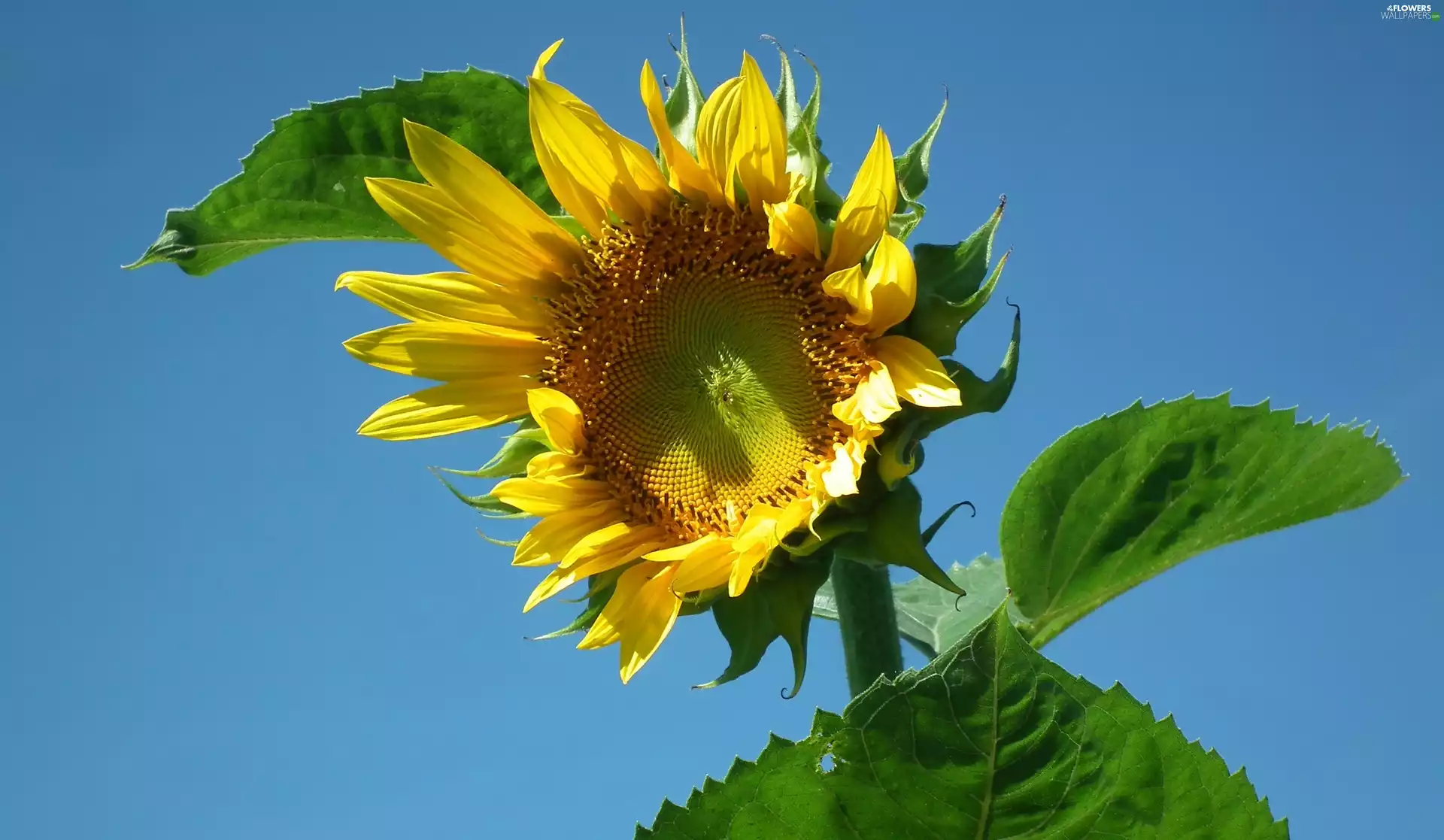 Sunflower, nature, Colourfull Flowers