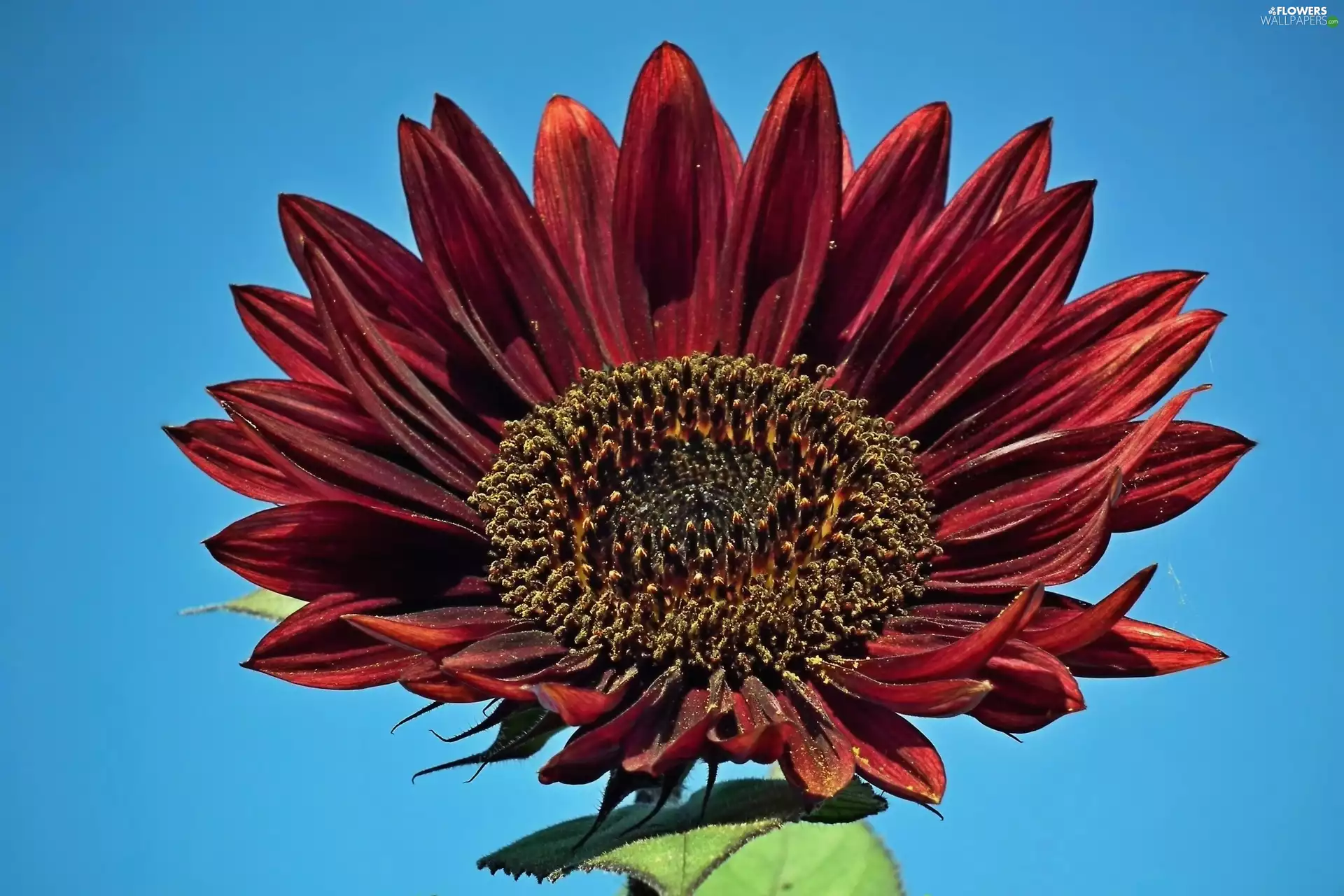 Sunflower, nature, Colourfull Flowers